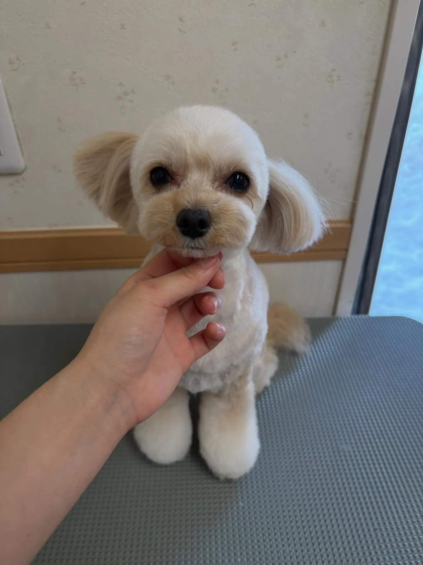 犬のトリミング✂️