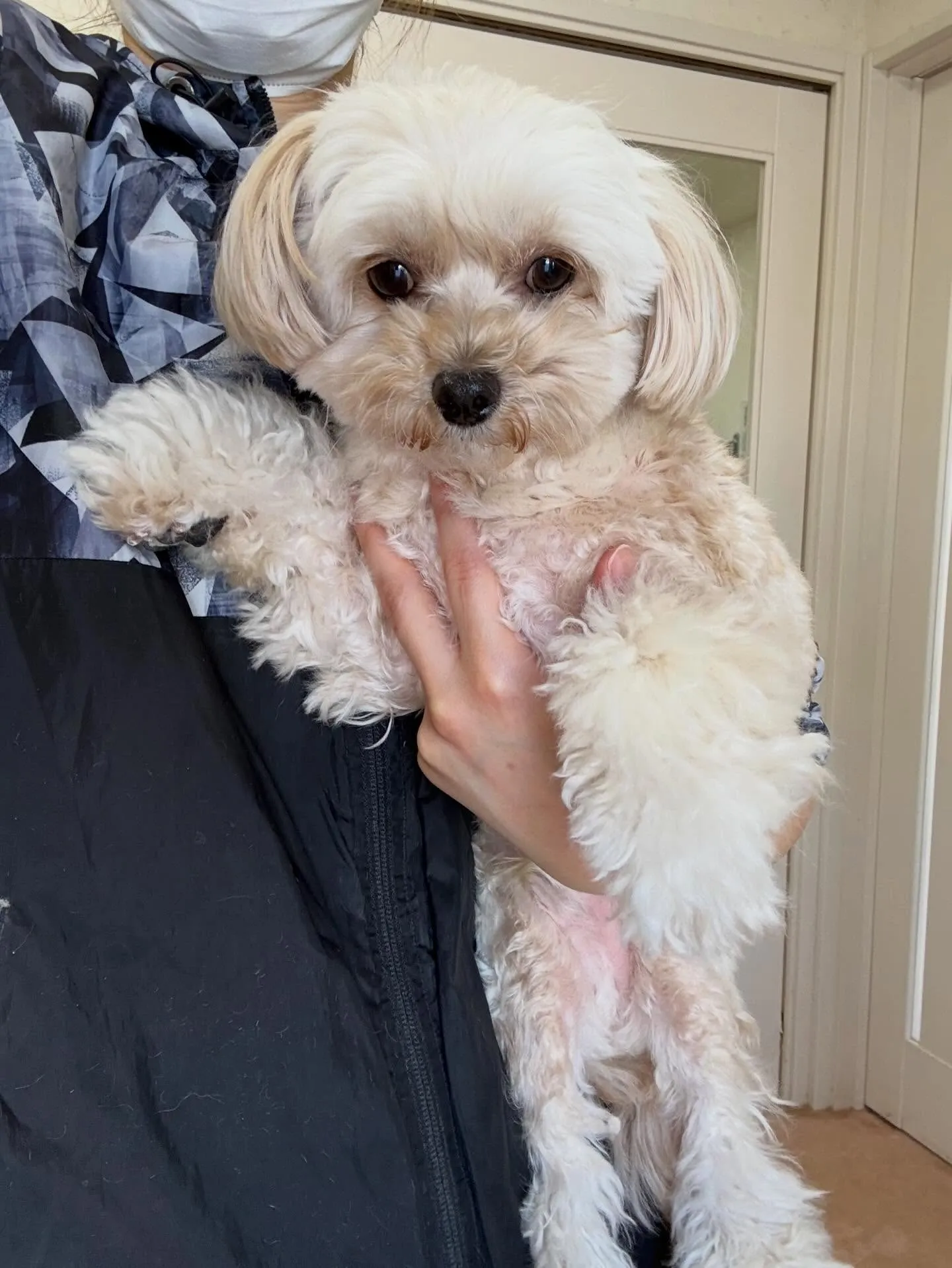 犬のトリミング✂️