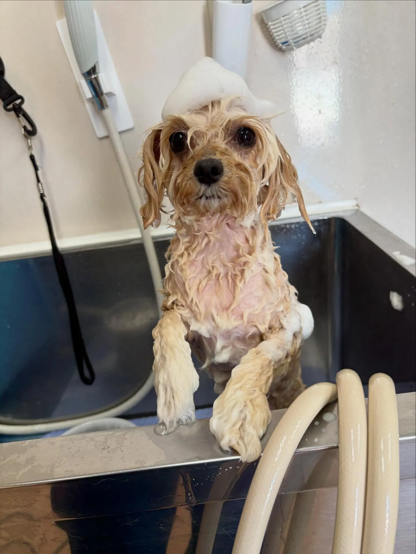 犬のトリミング✂️