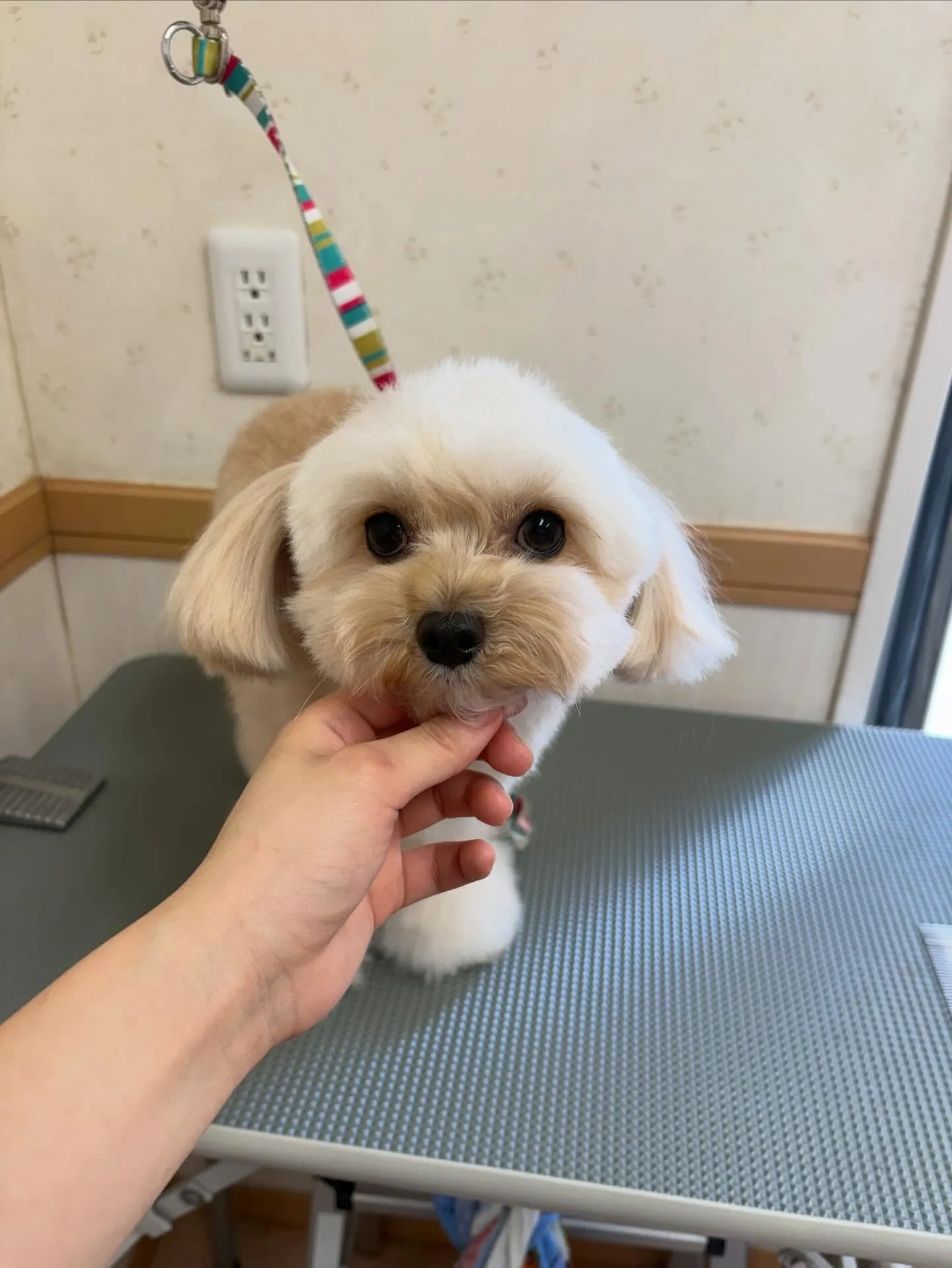 犬のトリミング✂️