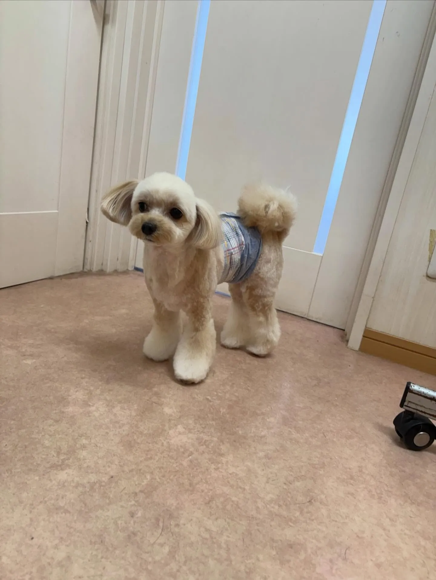 犬のトリミング✂️