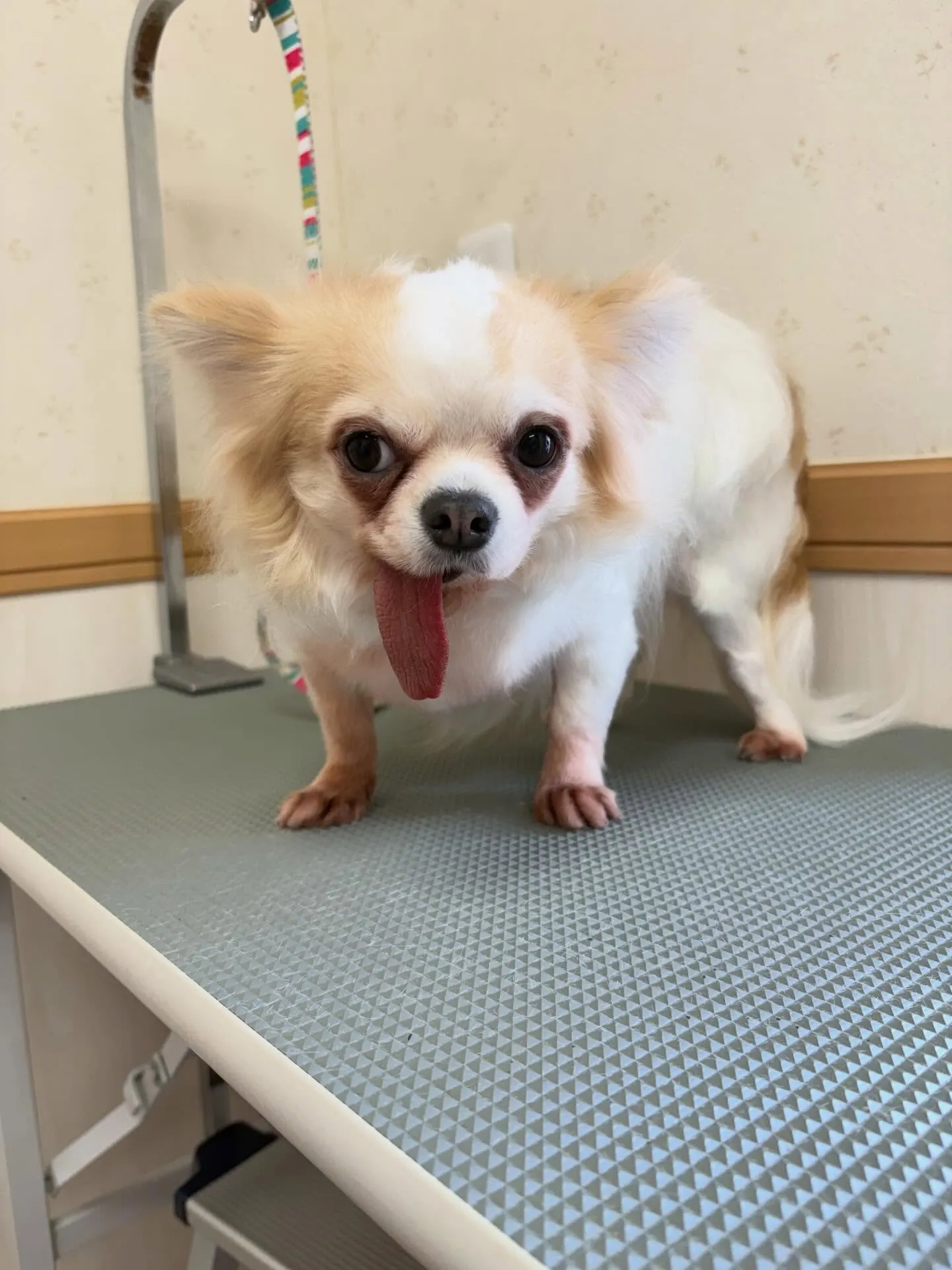 犬のシャンプー🫧