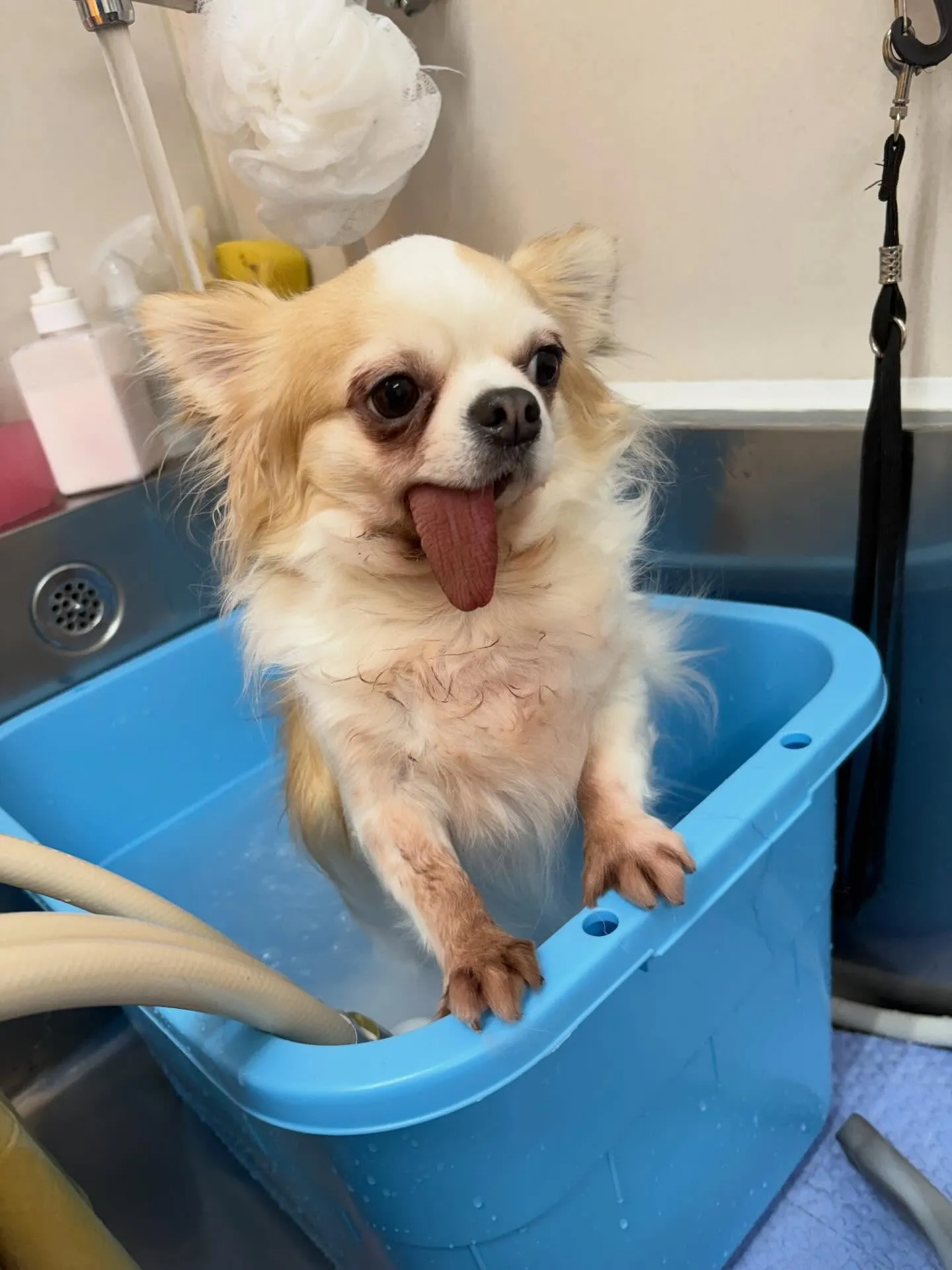 犬のシャンプー🫧