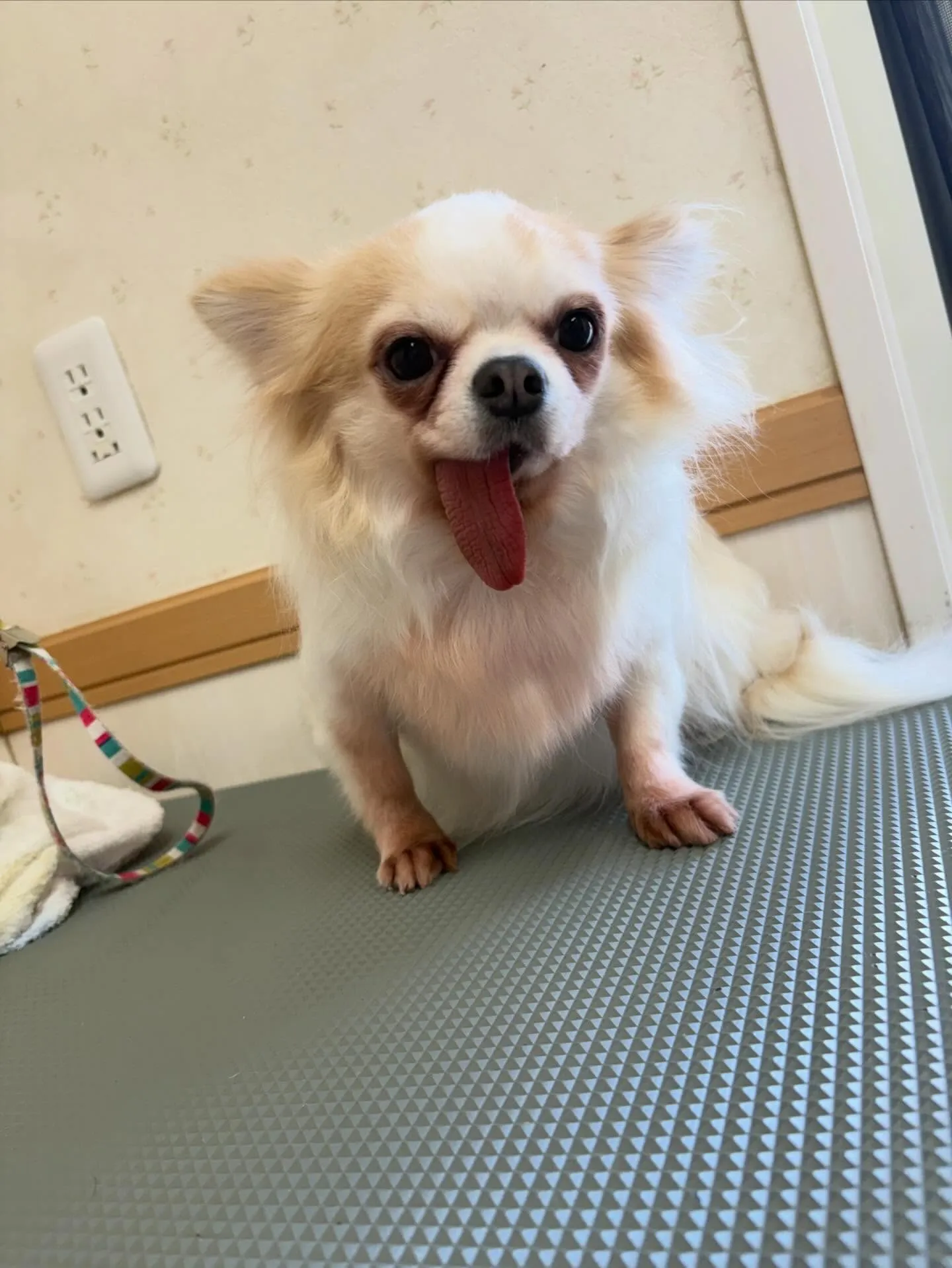 犬のシャンプー🫧