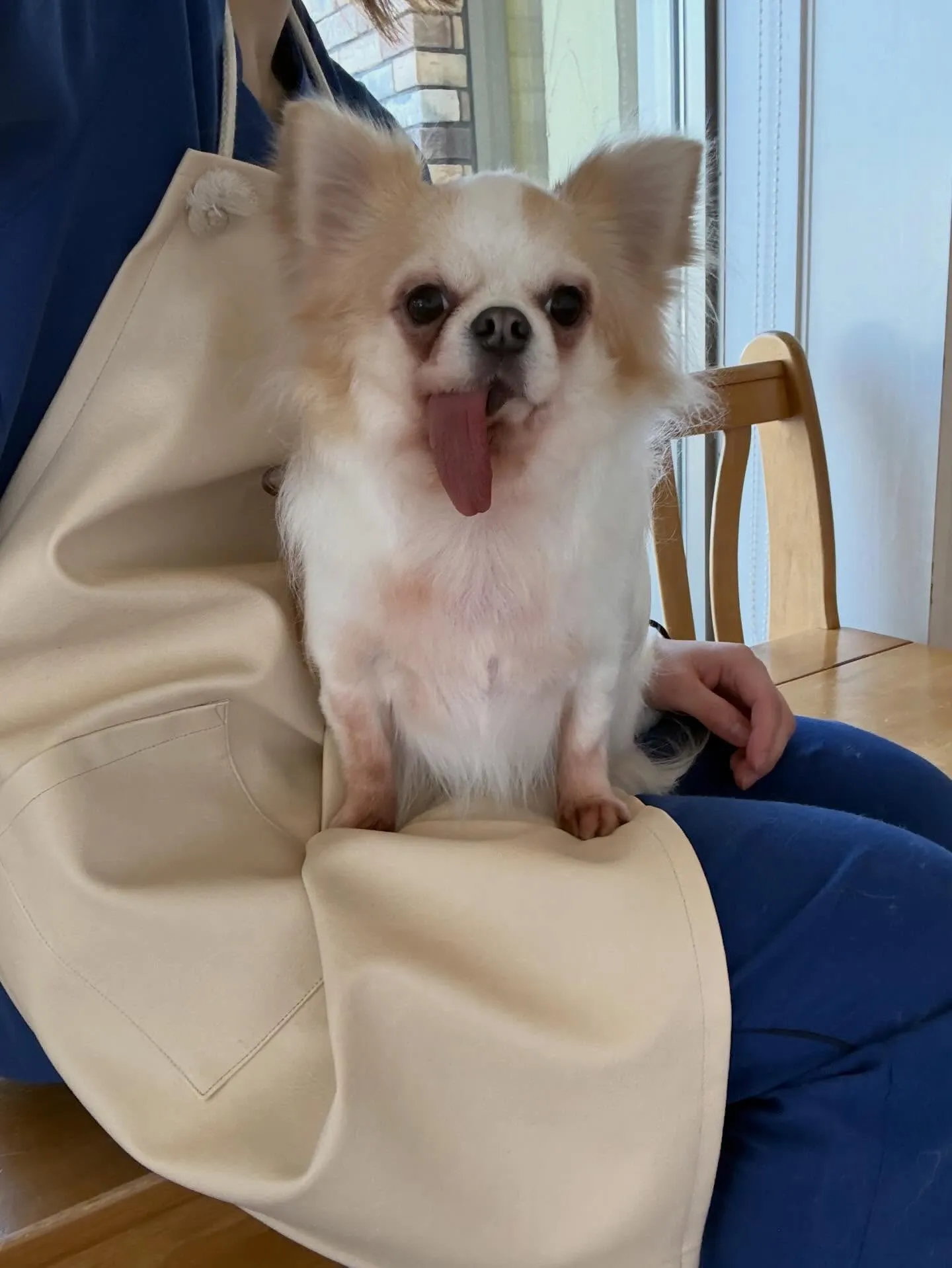 犬のシャンプー🫧