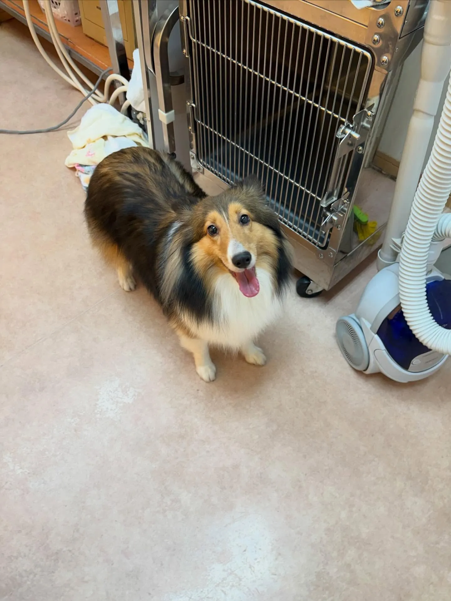 犬のシャンプー🫧