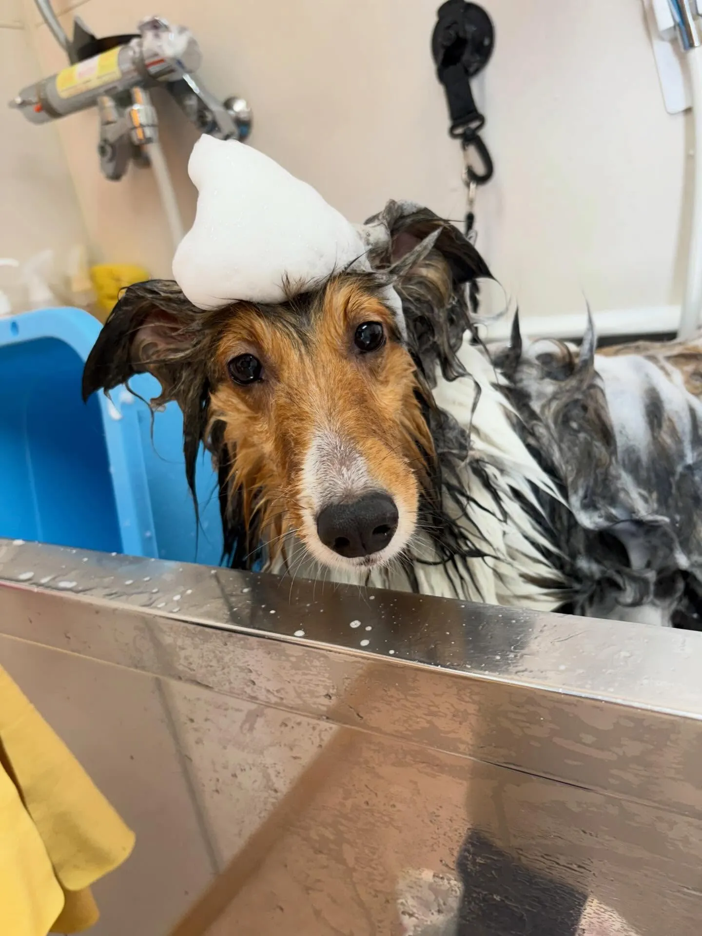 犬のシャンプー🫧