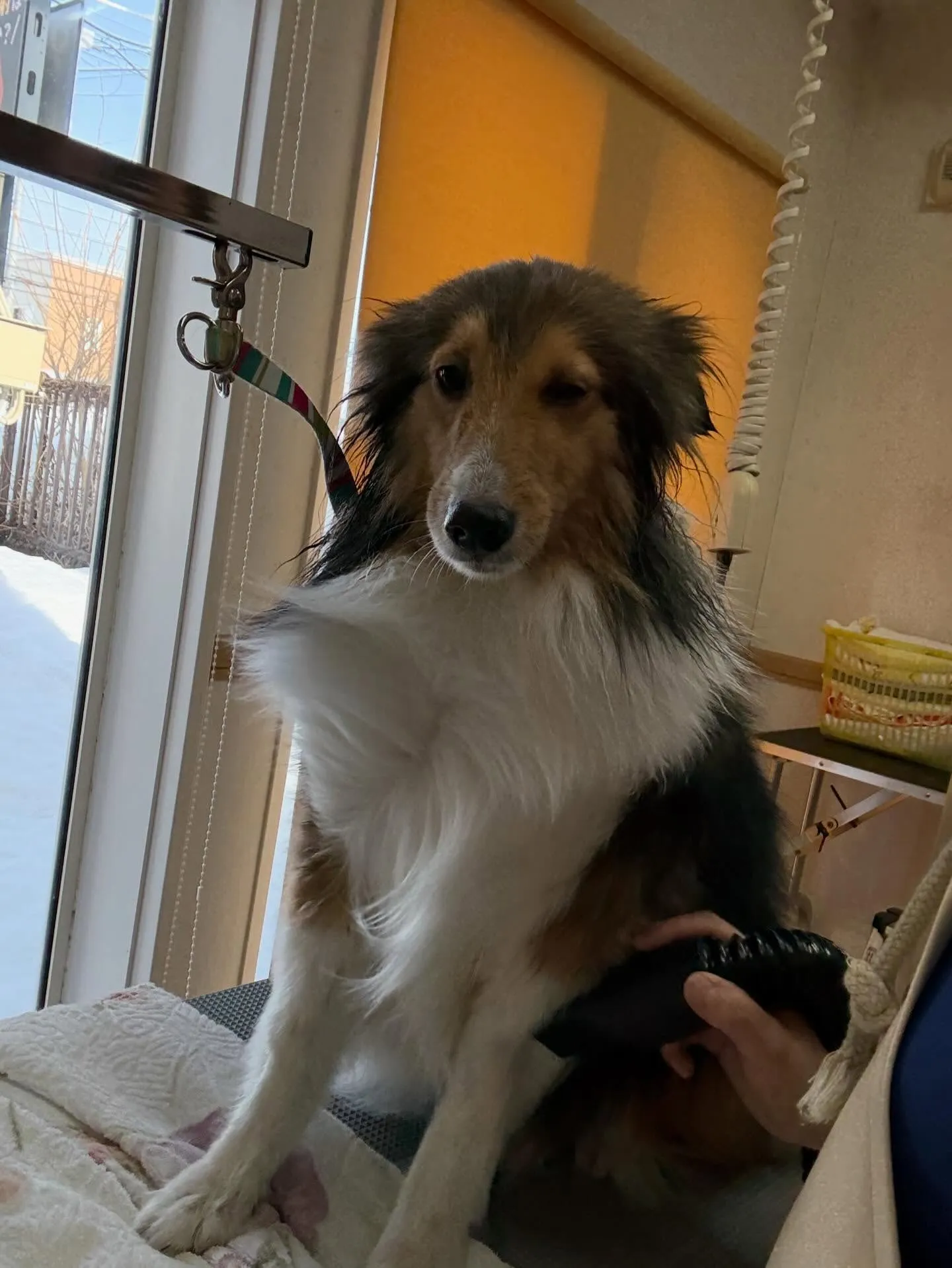 犬のシャンプー🫧