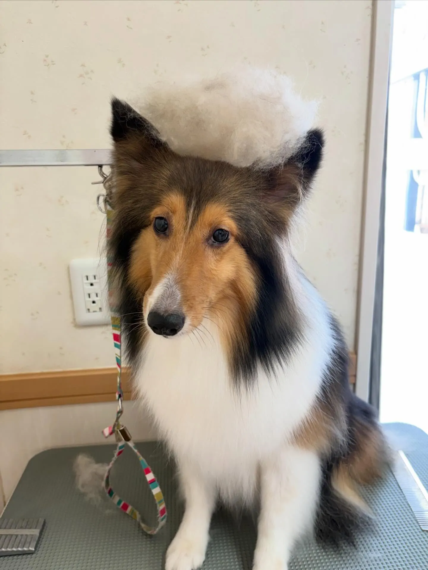 犬のシャンプー🫧