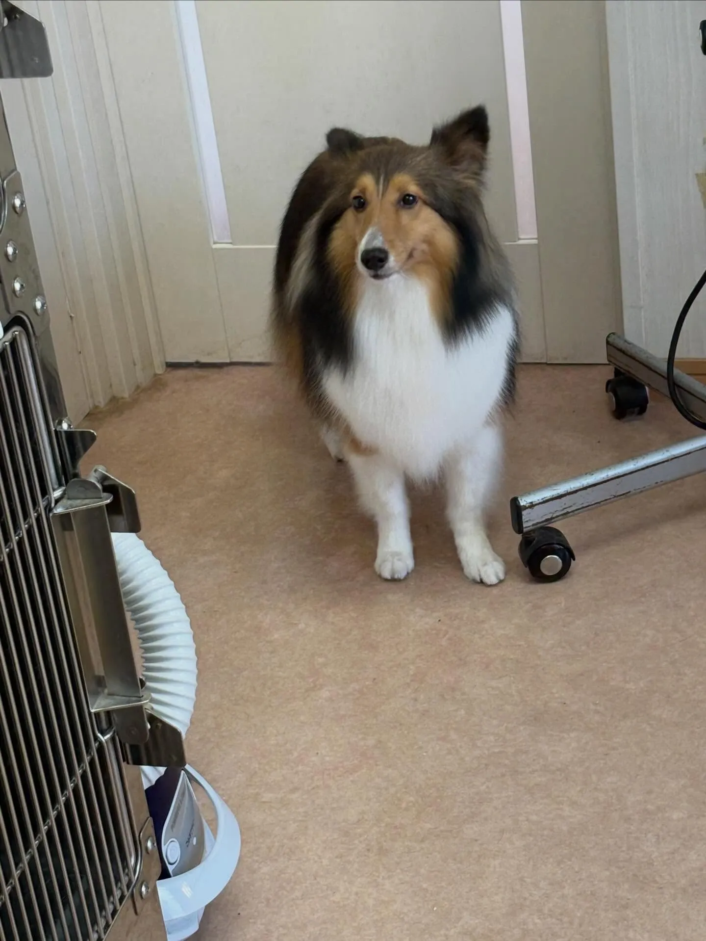 犬のシャンプー🫧