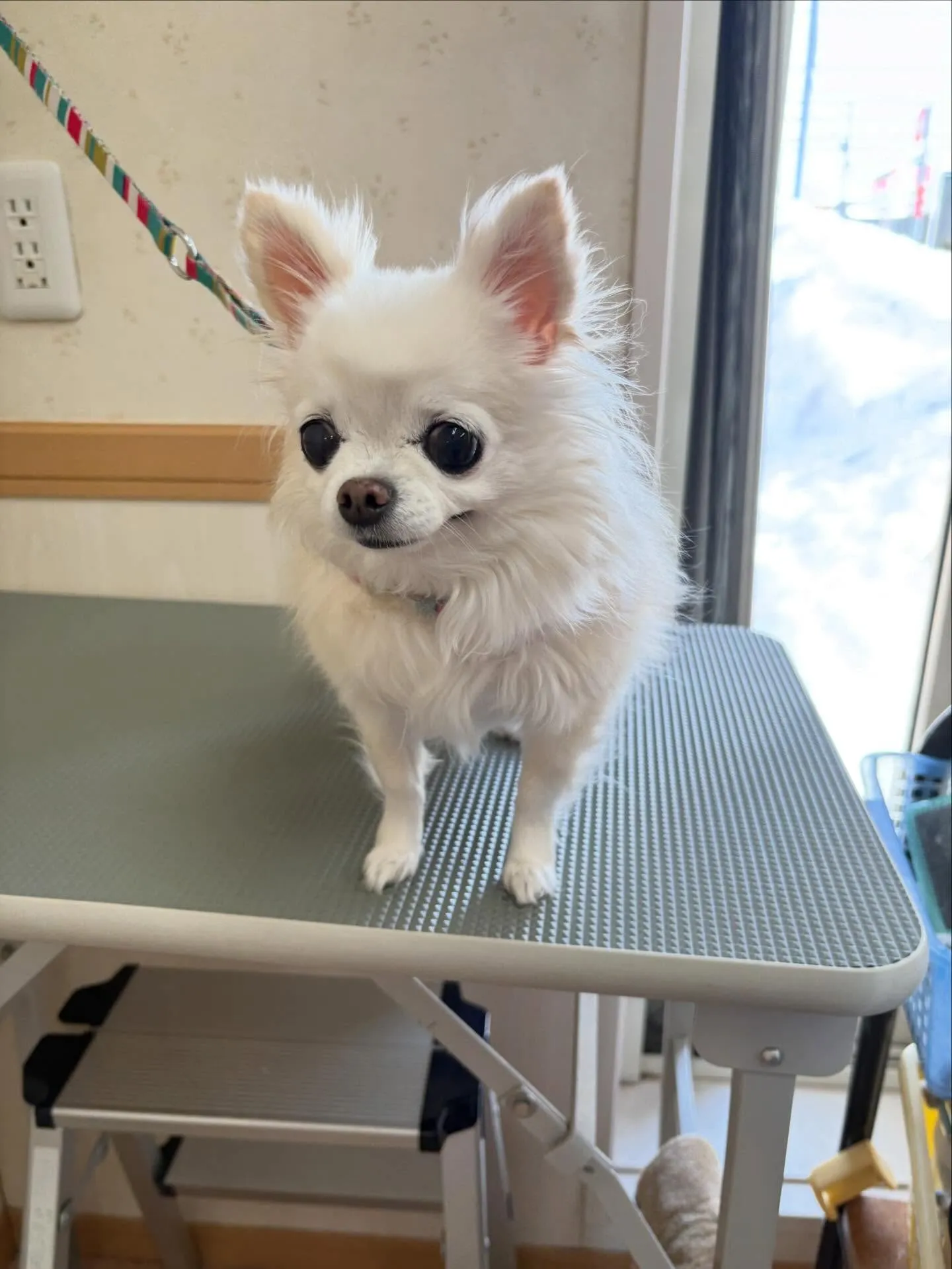 犬のシャンプー🫧