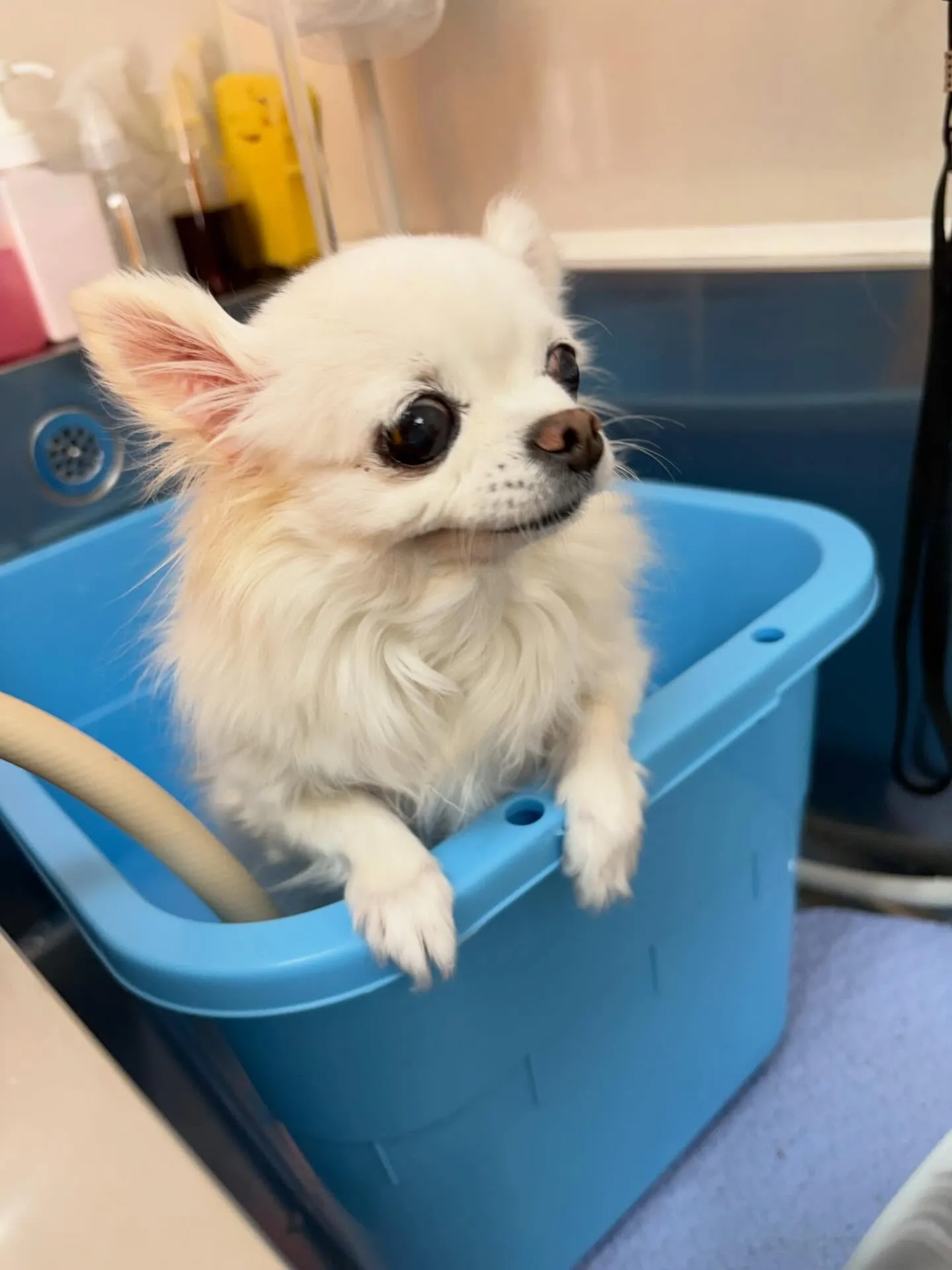 犬のシャンプー🫧