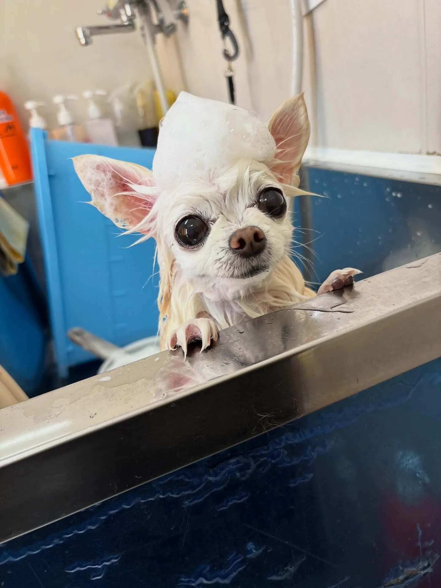 犬のシャンプー🫧