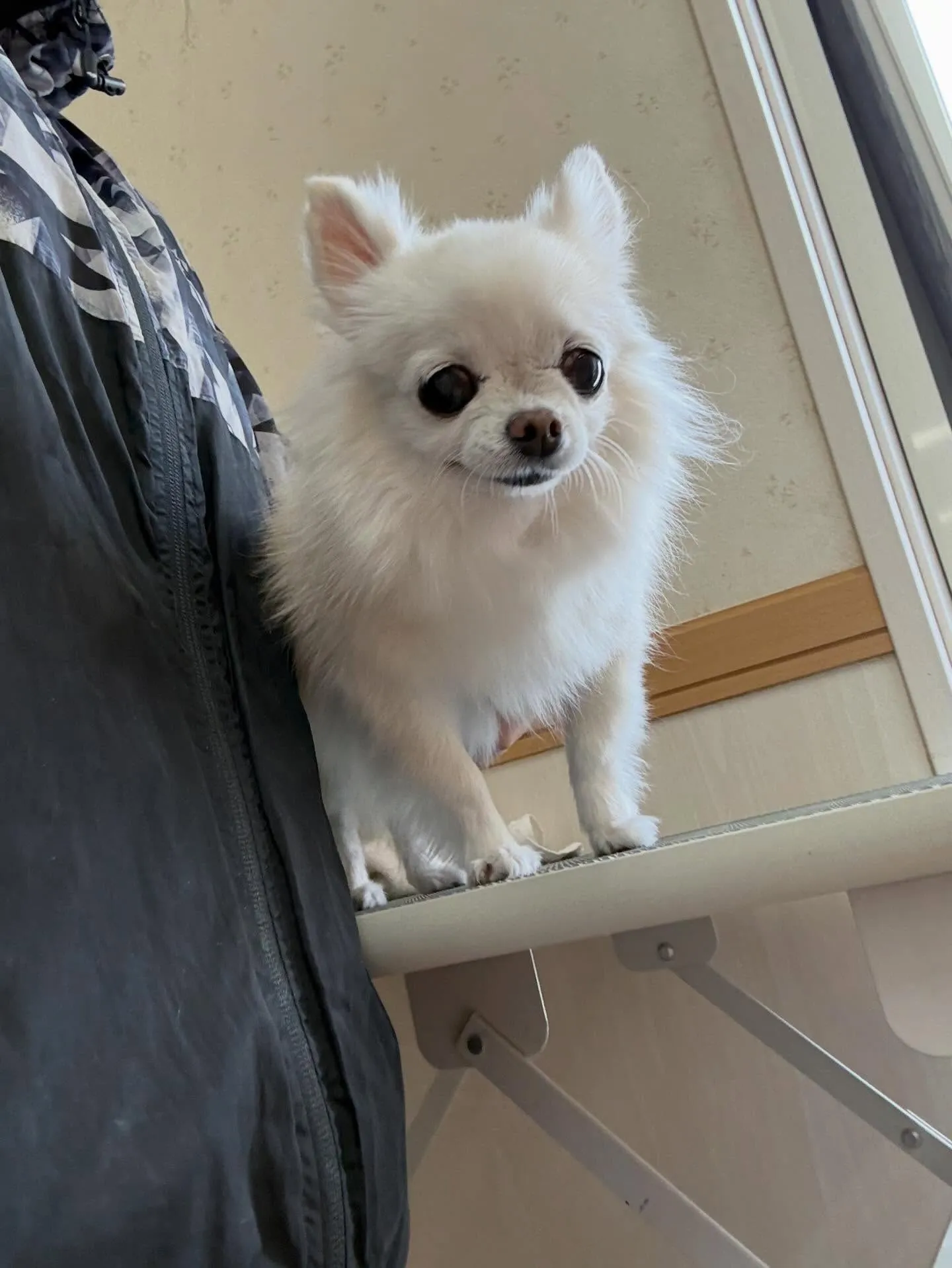 犬のシャンプー🫧