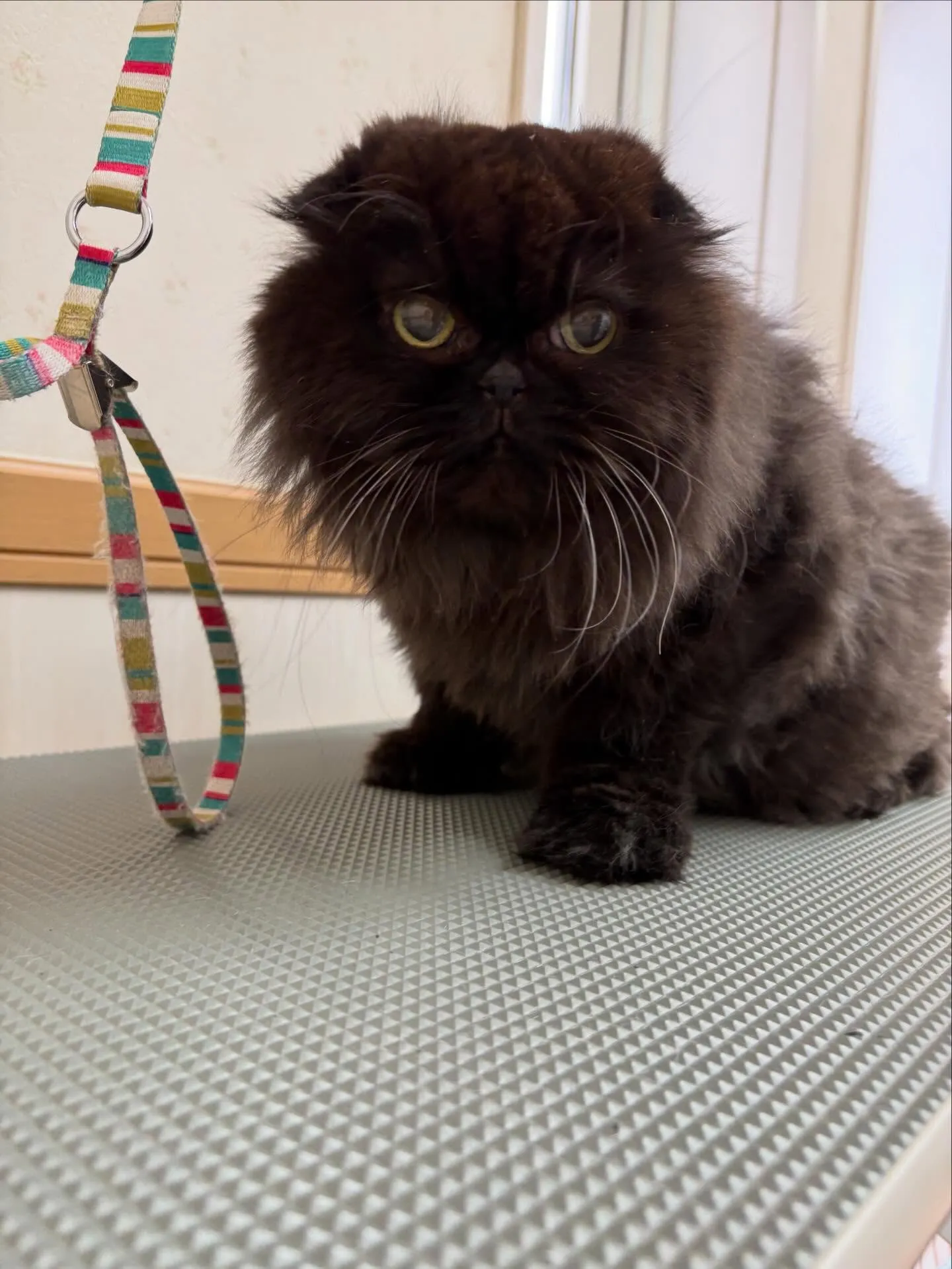 猫のトリミング✂️