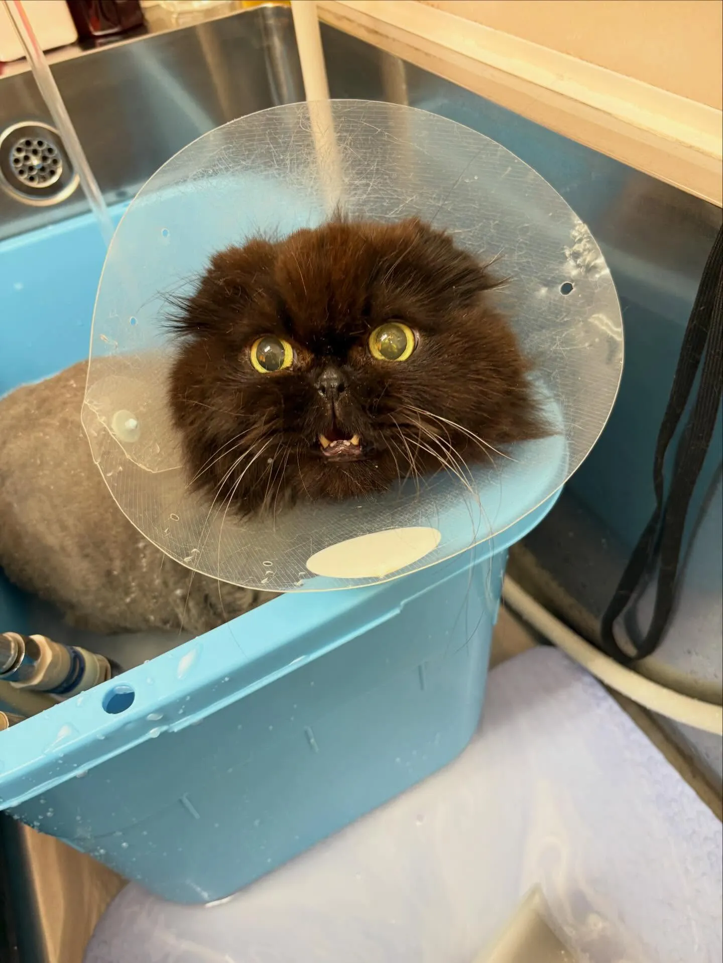 猫のトリミング✂️