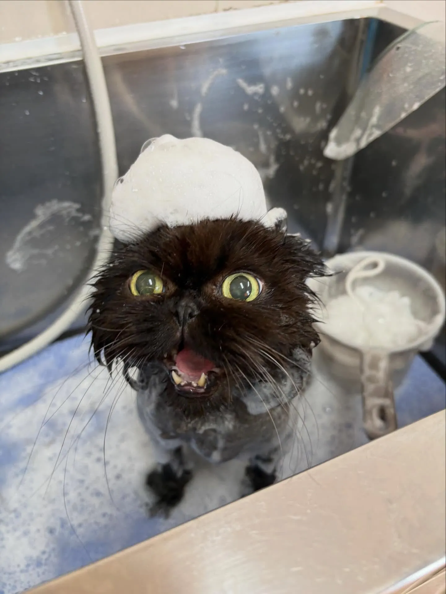 猫のトリミング✂️