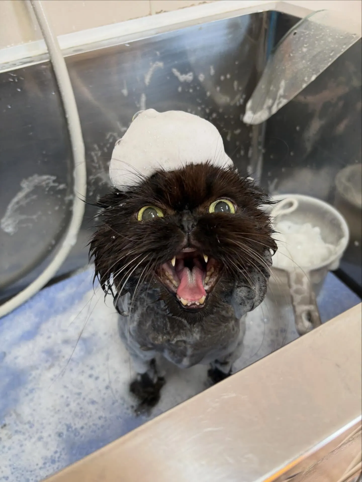 猫のトリミング✂️