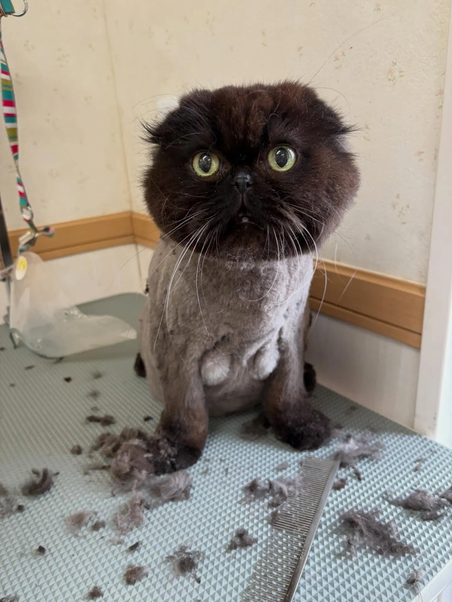 猫のトリミング✂️