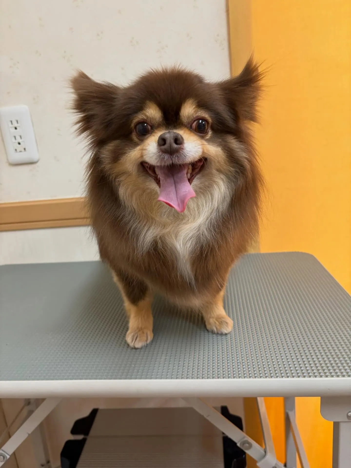 犬のシャンプー🫧