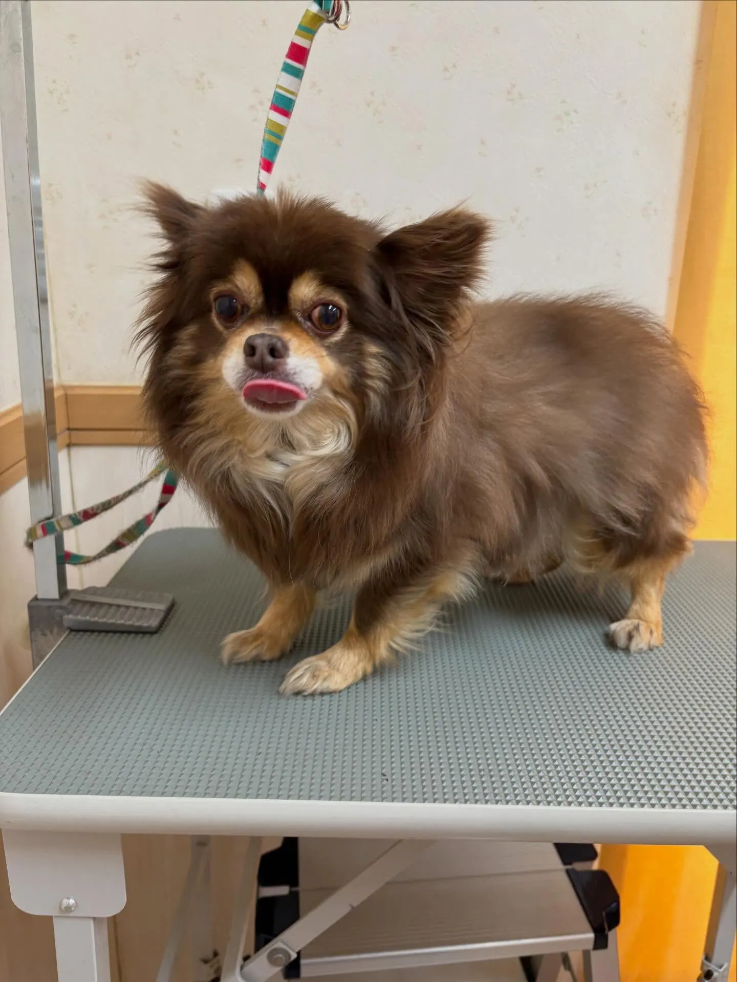 犬のシャンプー🫧