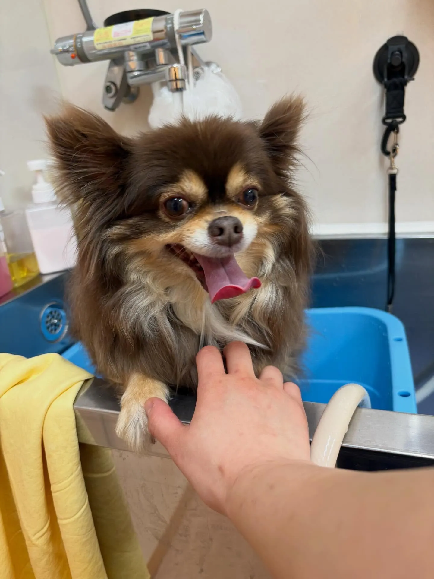 犬のシャンプー🫧