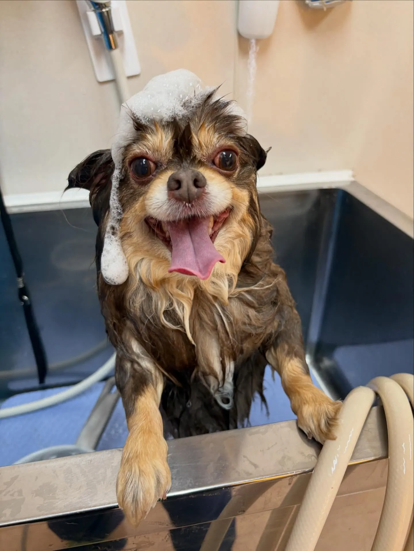 犬のシャンプー🫧