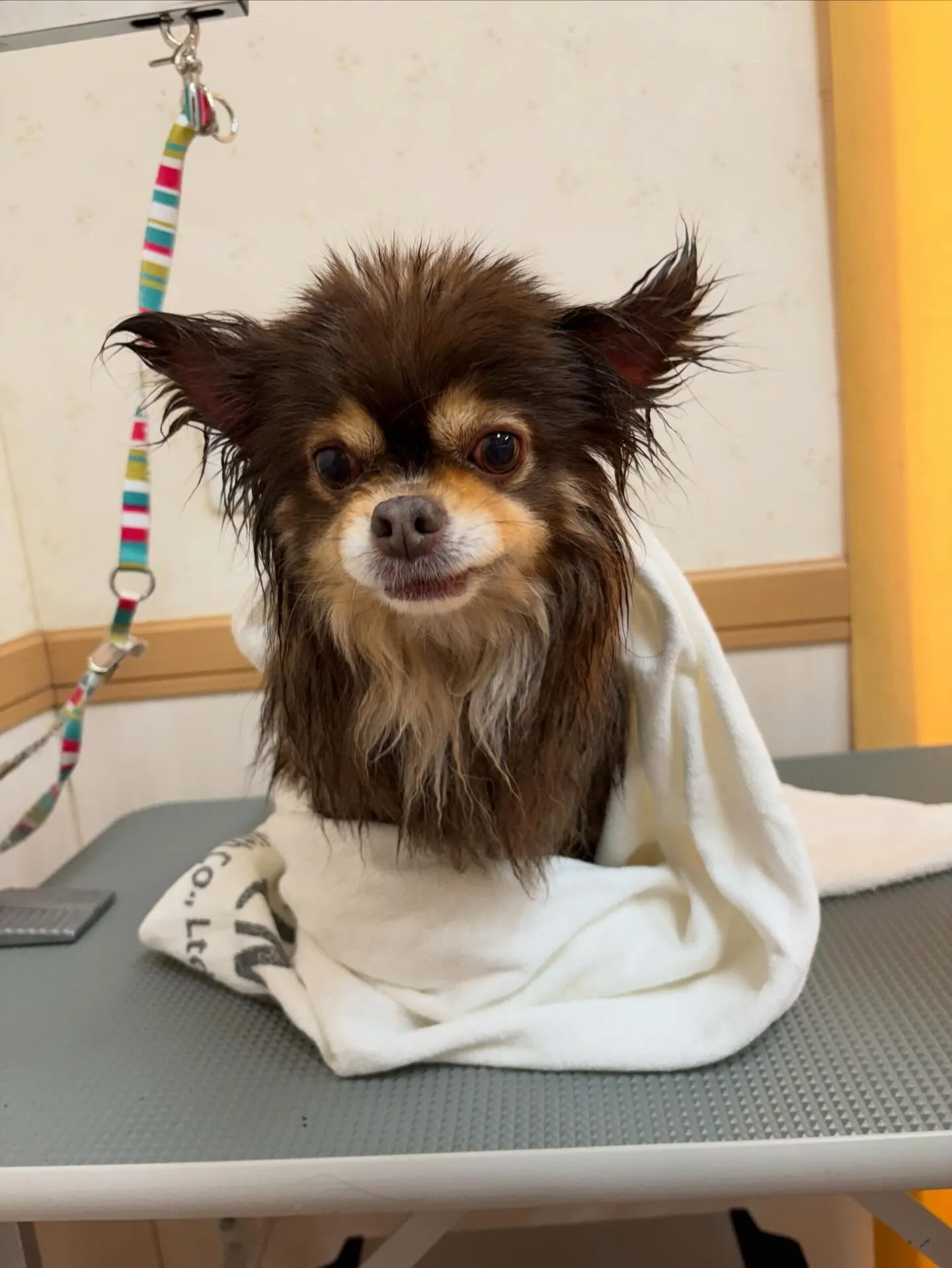 犬のシャンプー🫧