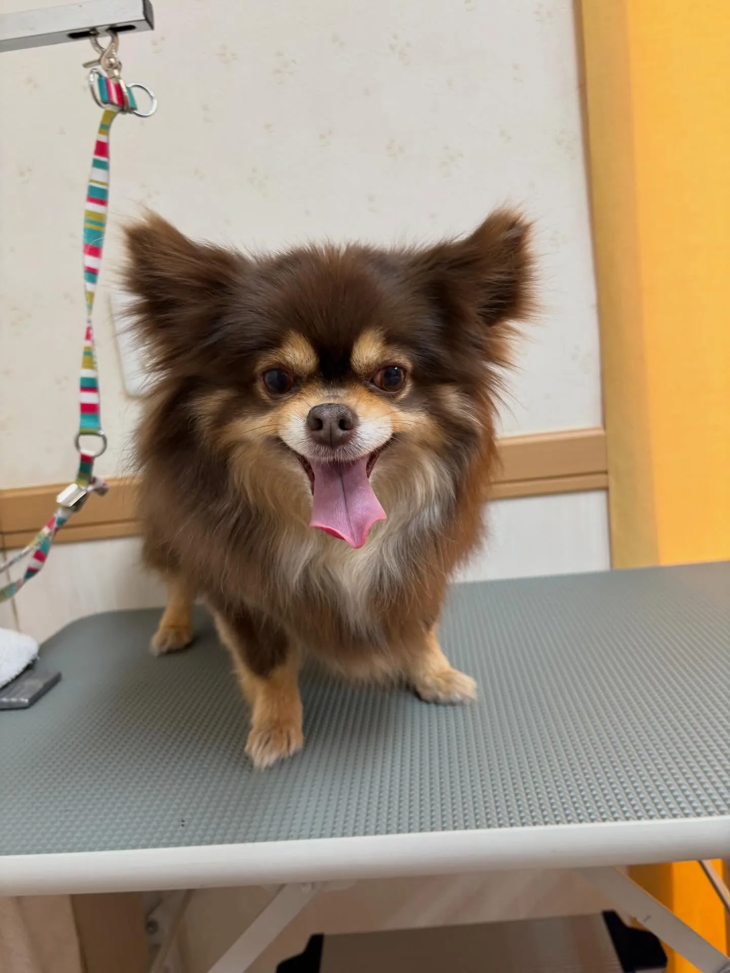 犬のシャンプー🫧