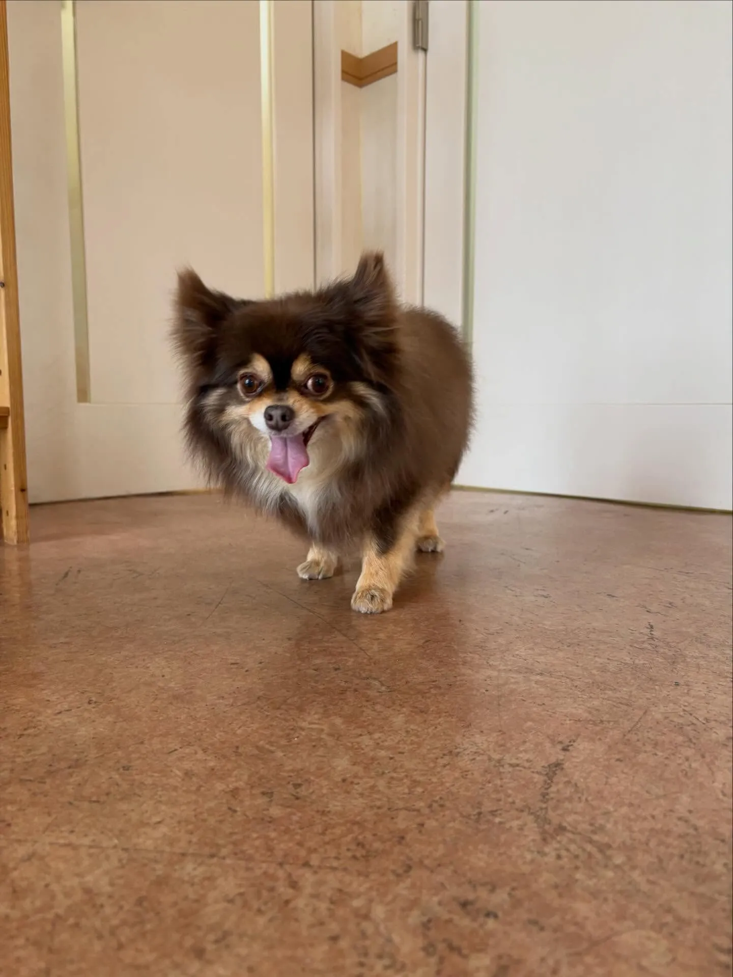 犬のシャンプー🫧