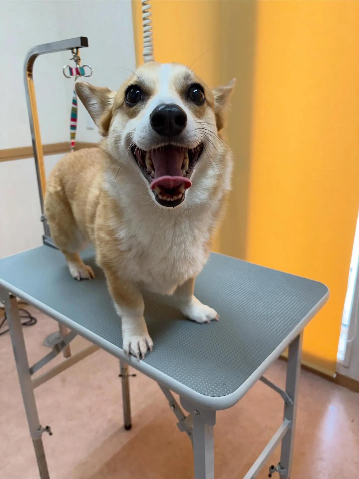 犬のシャンプー🫧