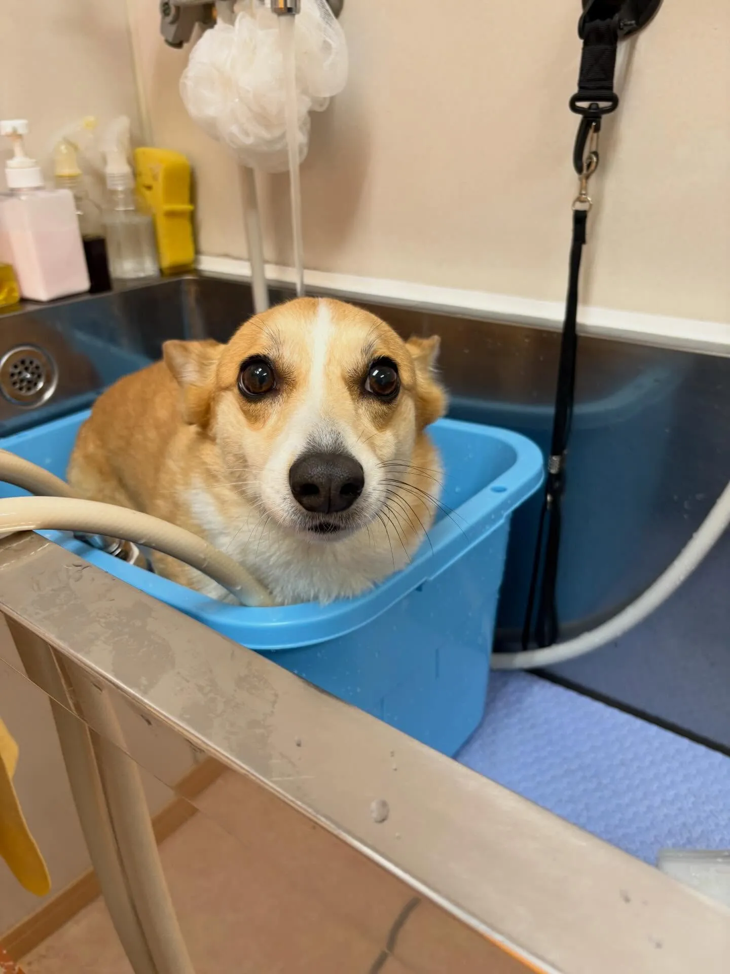 犬のシャンプー🫧