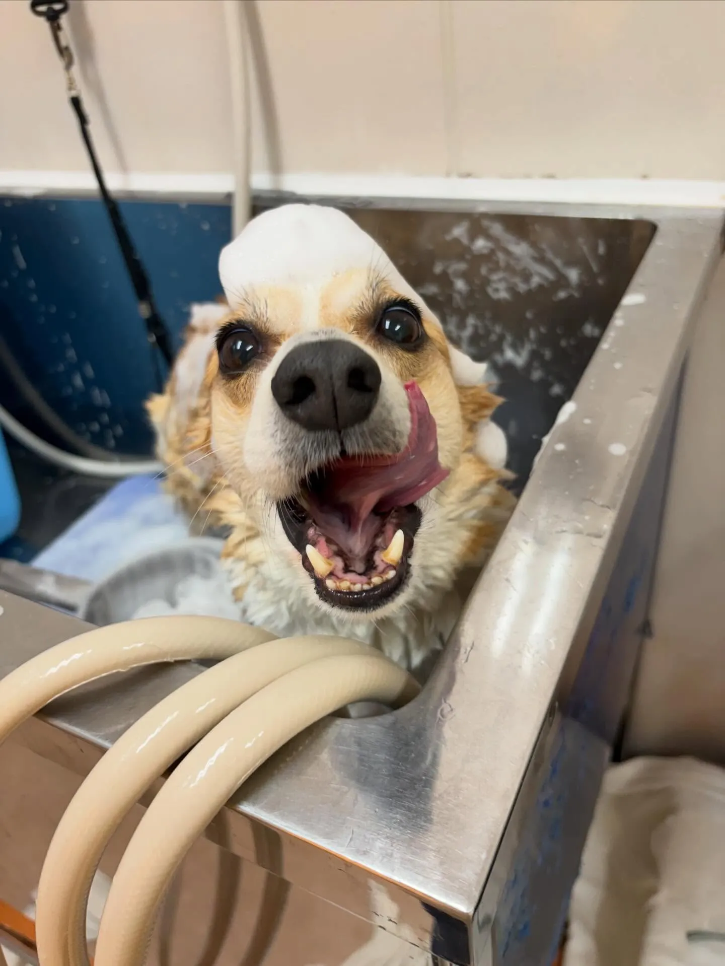 犬のシャンプー🫧