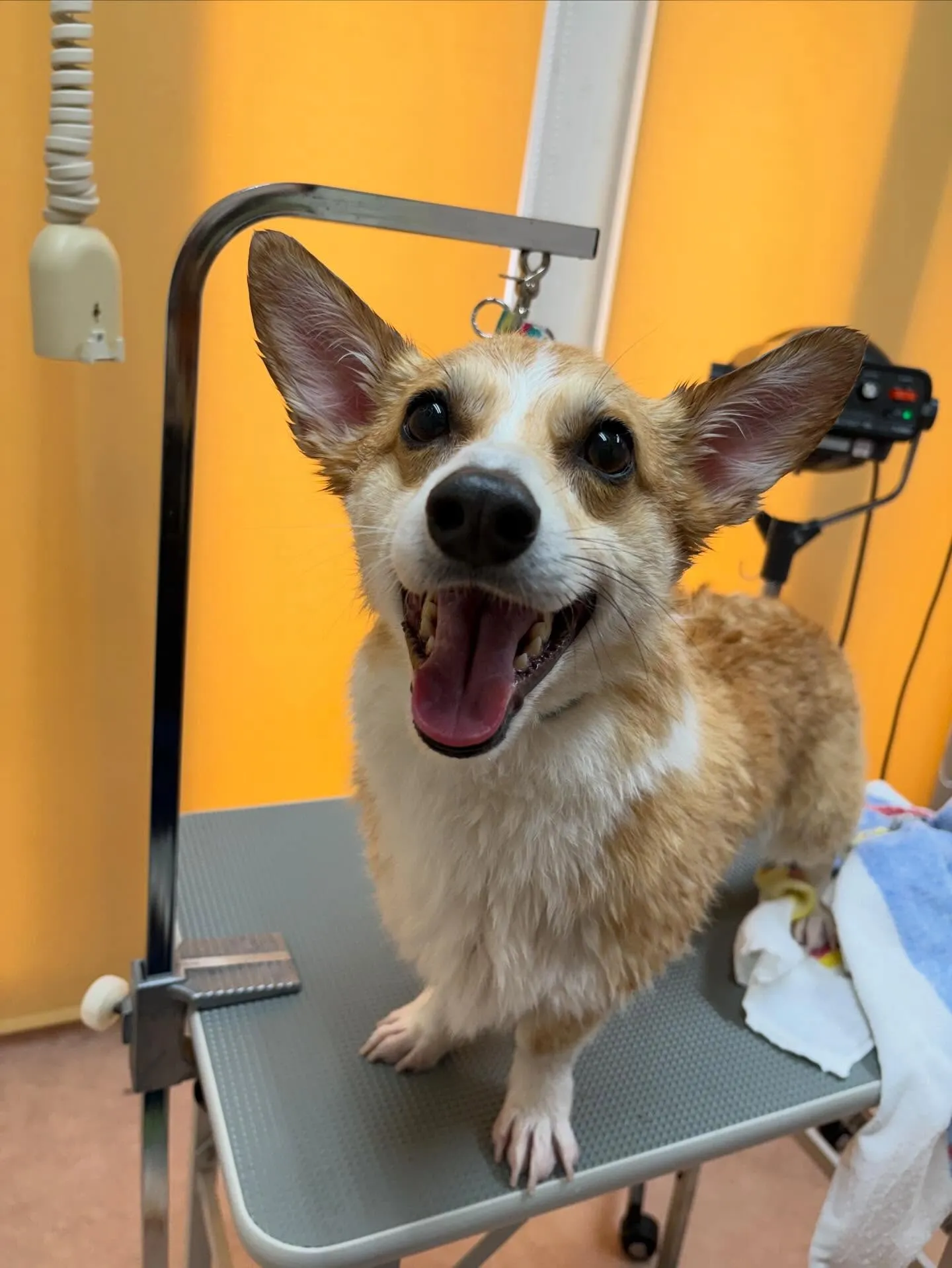 犬のシャンプー🫧