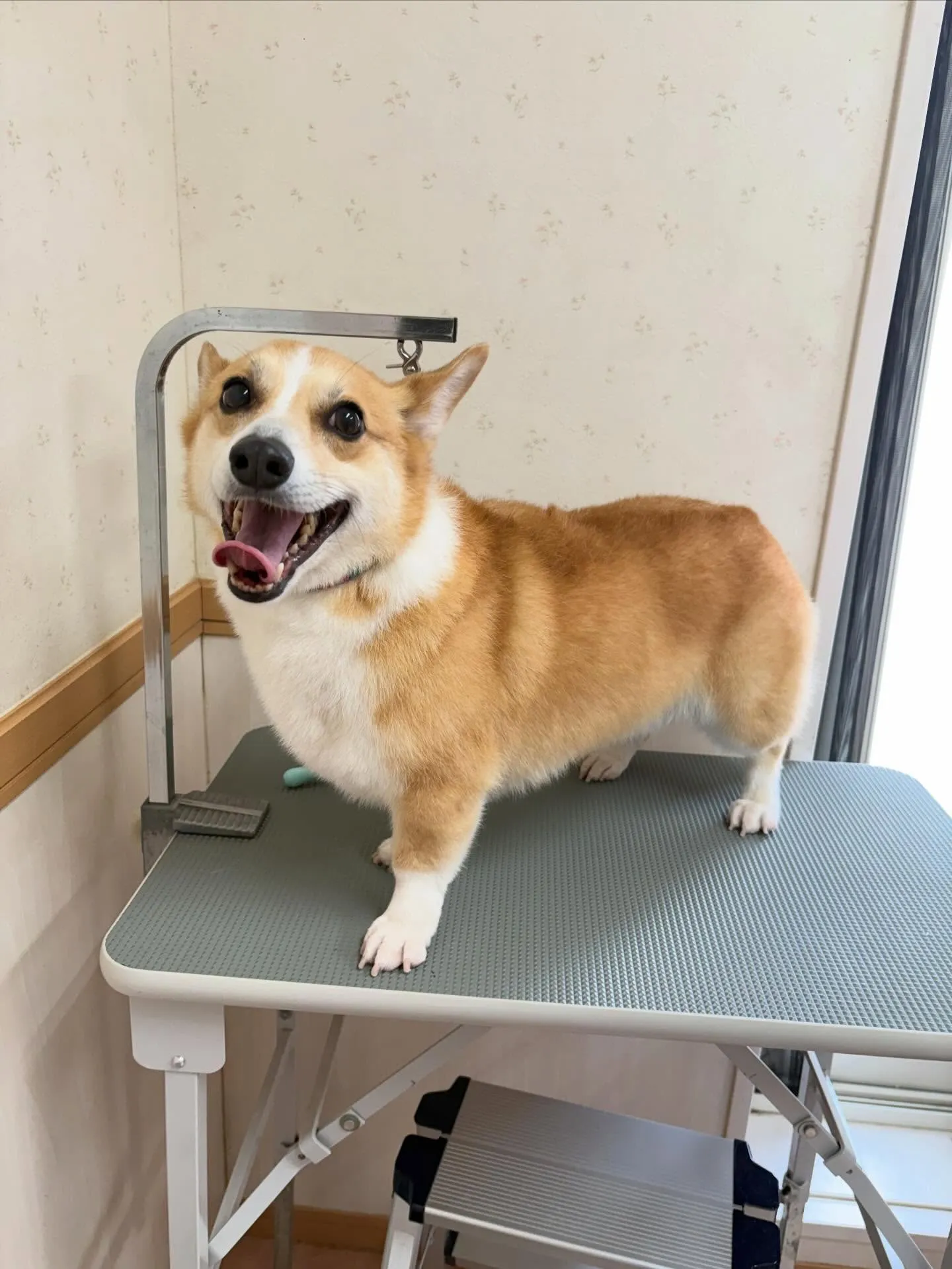 犬のシャンプー🫧