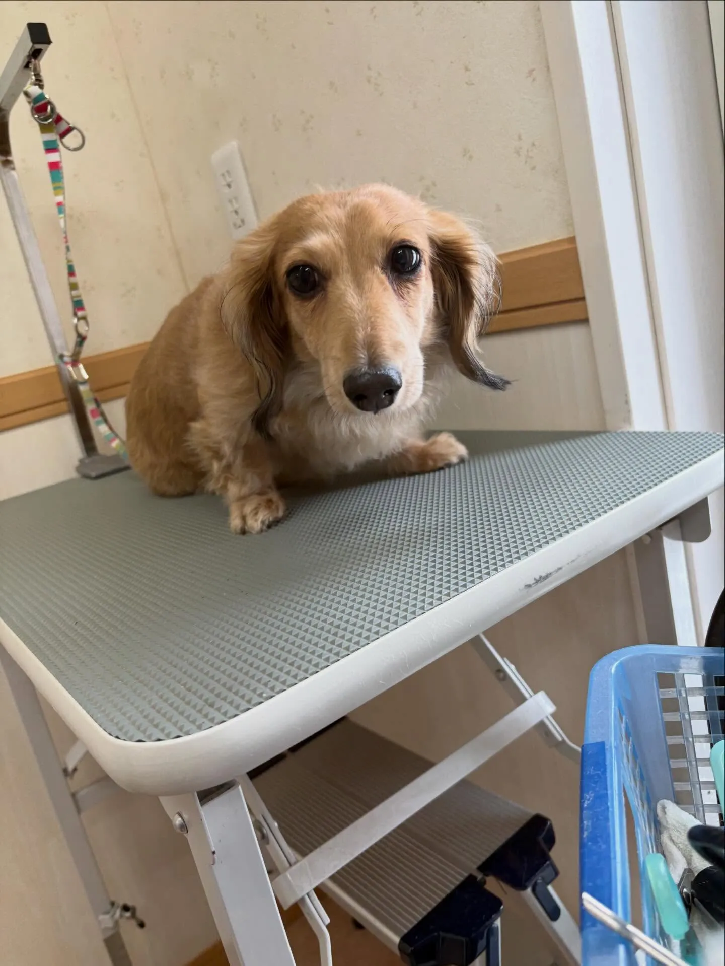 犬のトリミング✂️