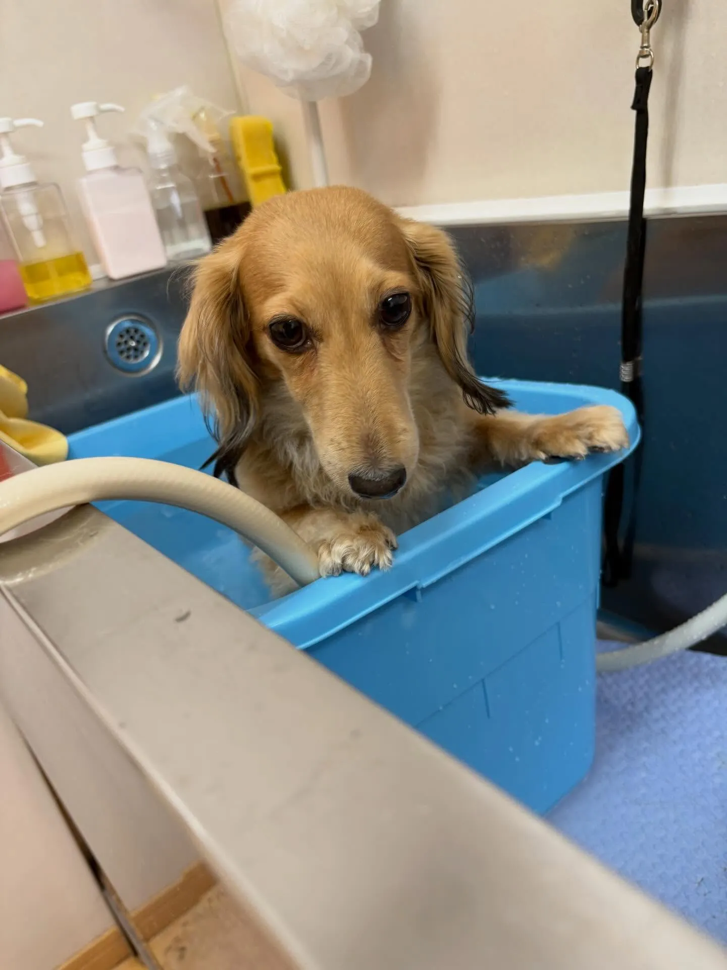 犬のトリミング✂️