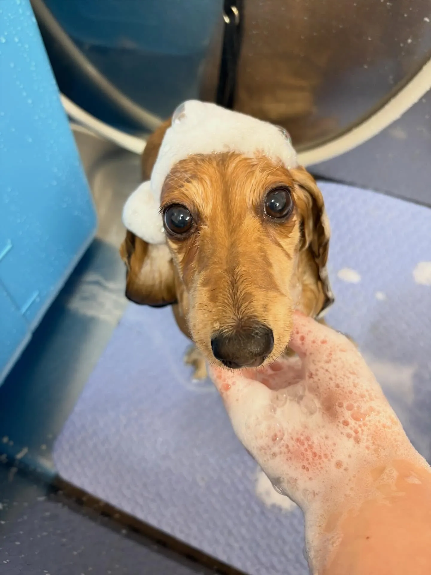 犬のトリミング✂️