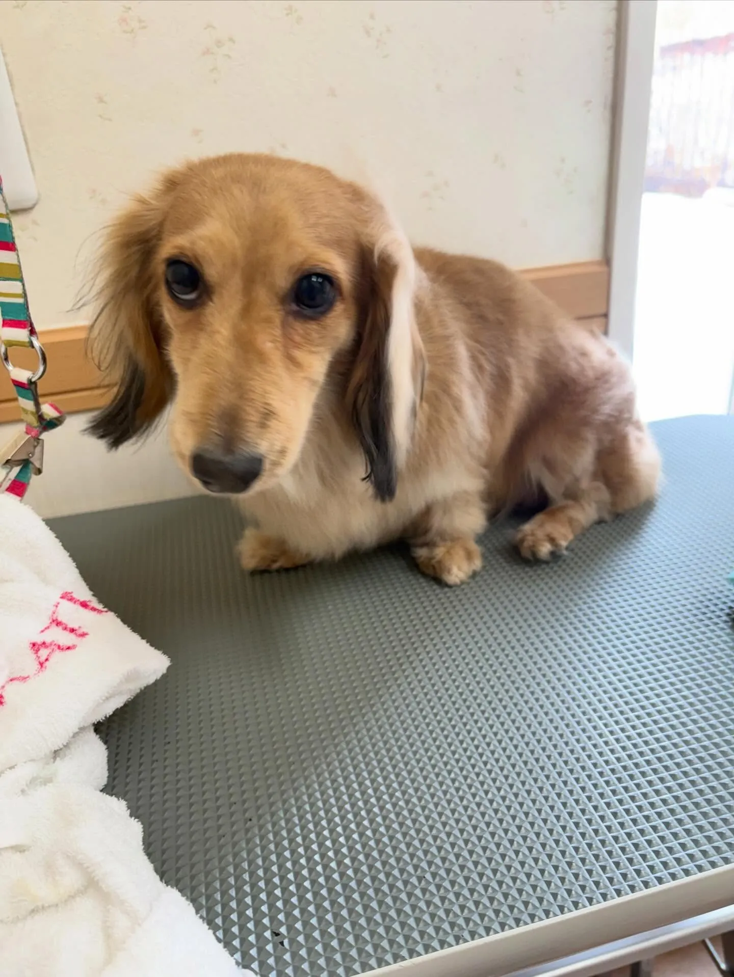 犬のトリミング✂️