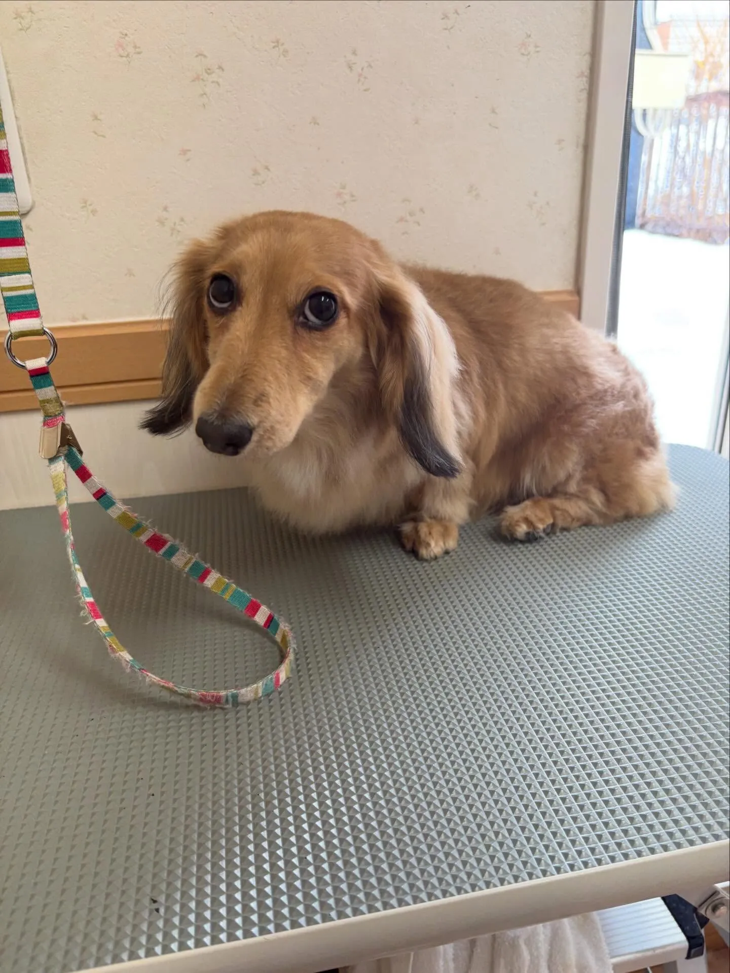 犬のトリミング✂️