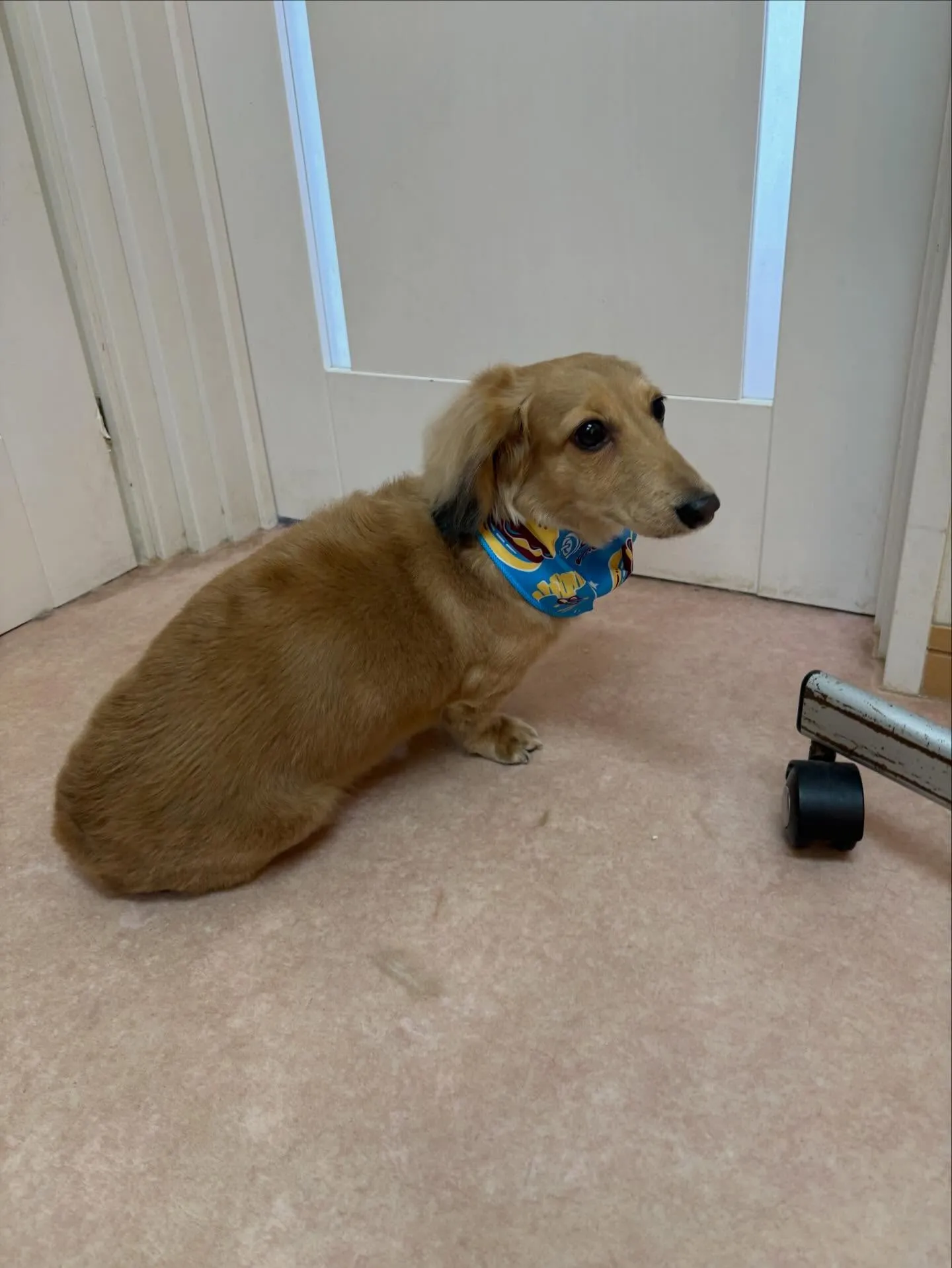 犬のトリミング✂️