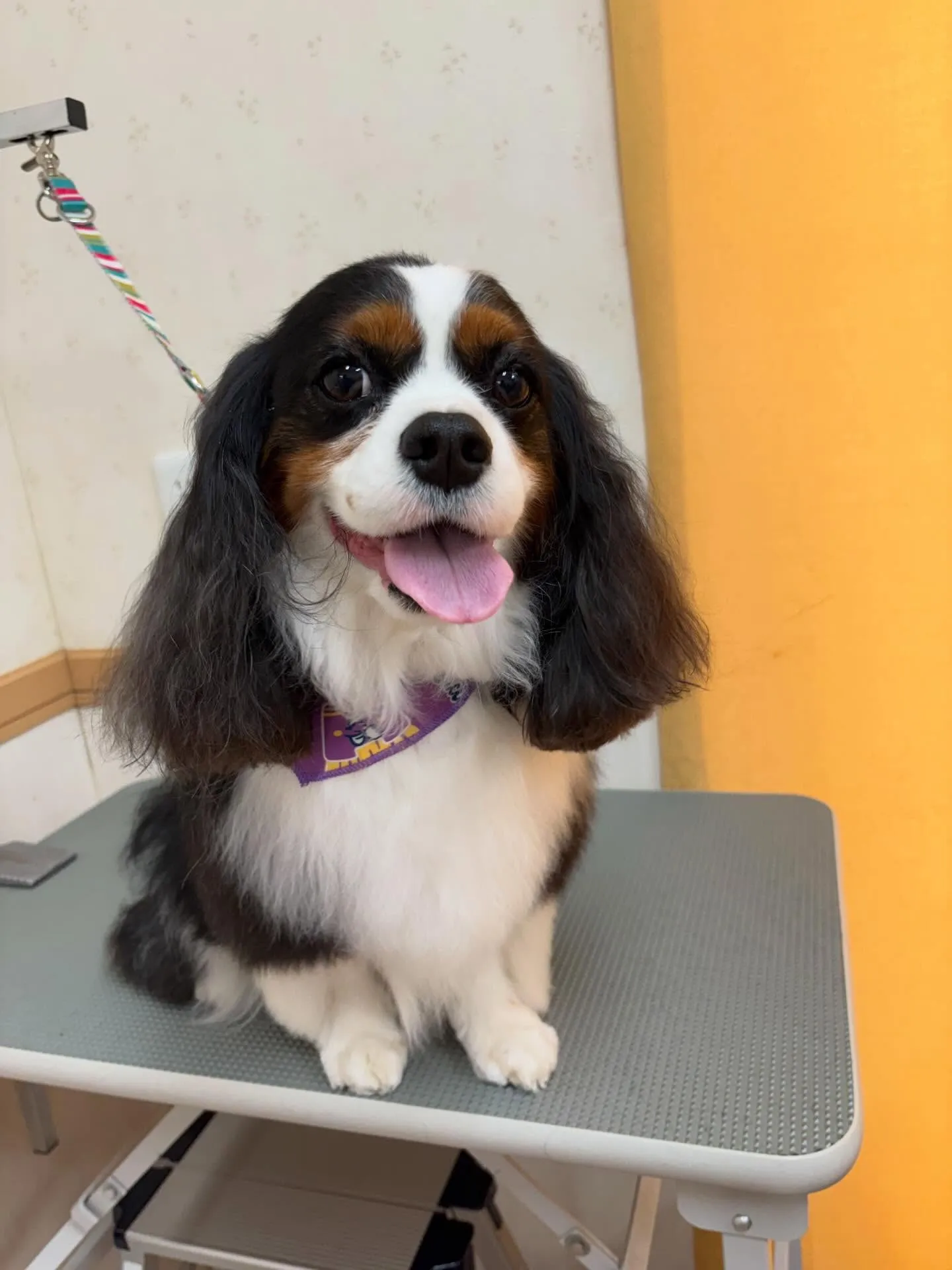 犬のシャンプー🫧