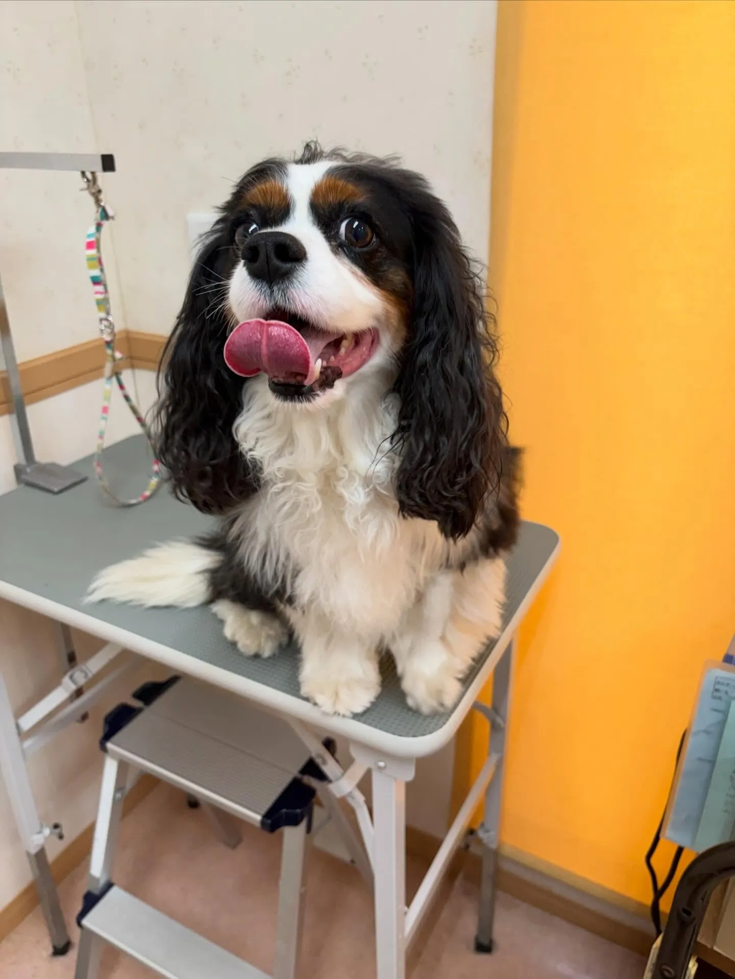 犬のシャンプー🫧