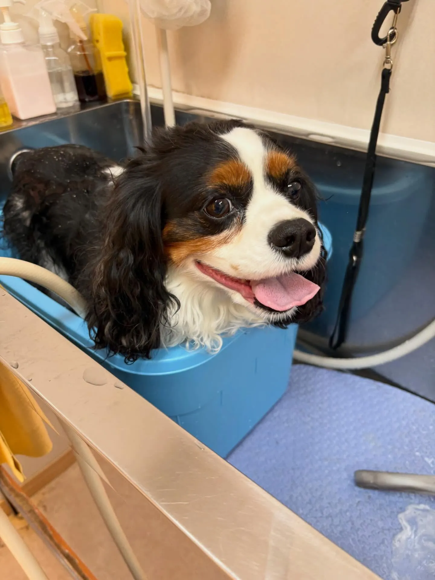 犬のシャンプー🫧