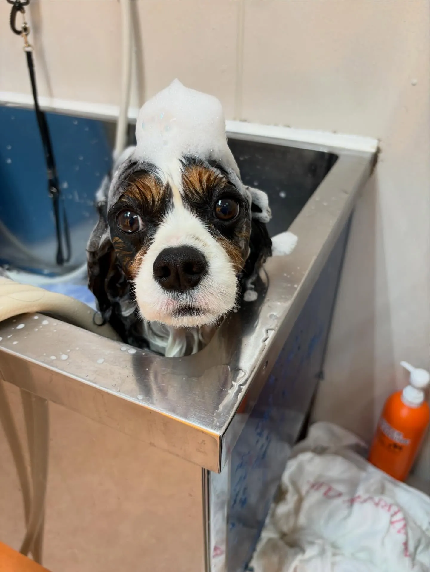 犬のシャンプー🫧