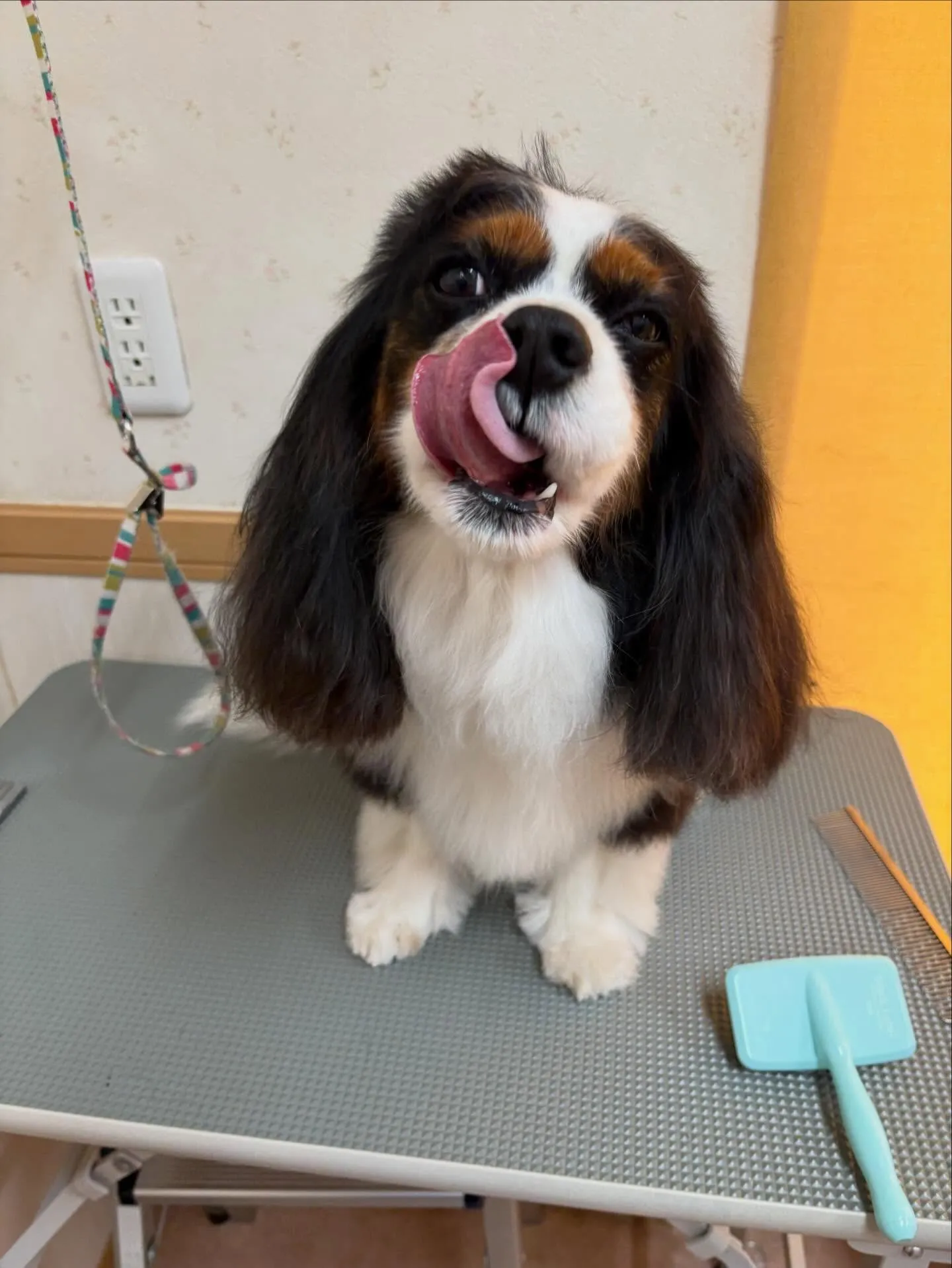 犬のシャンプー🫧