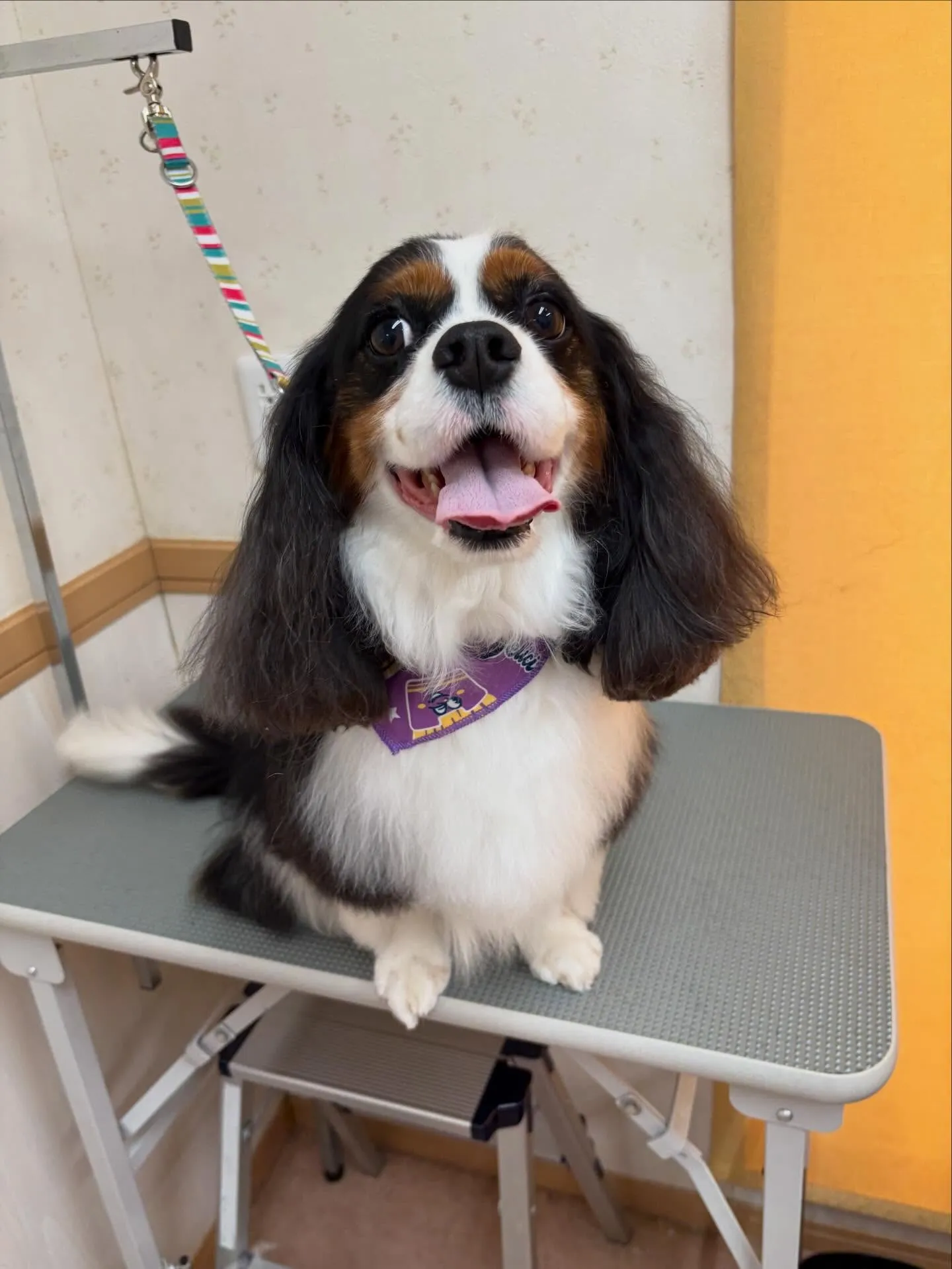 犬のシャンプー🫧