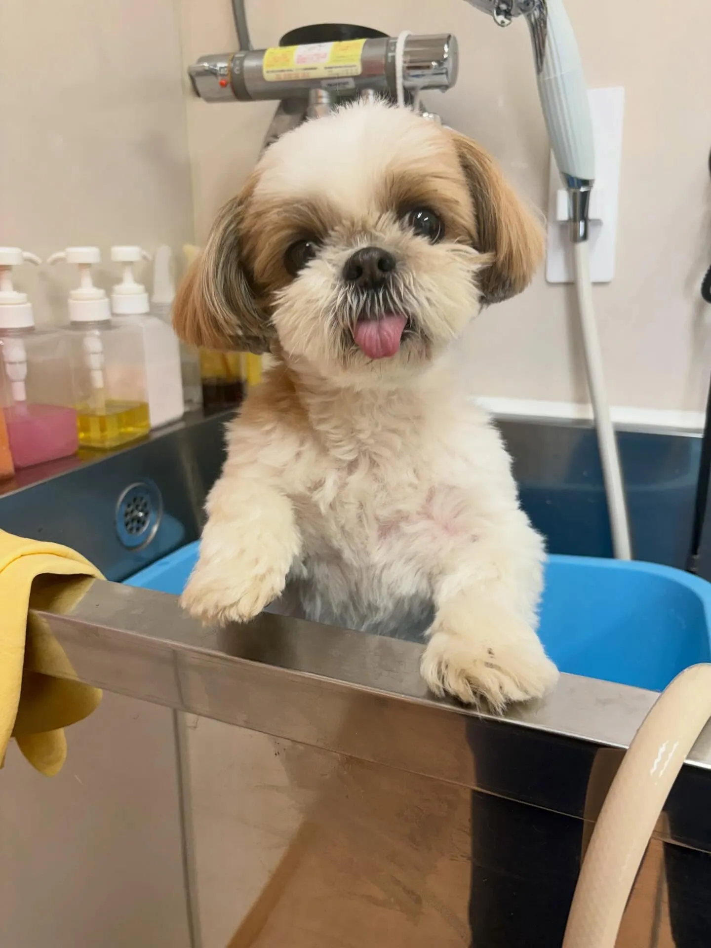 犬のトリミング✂️