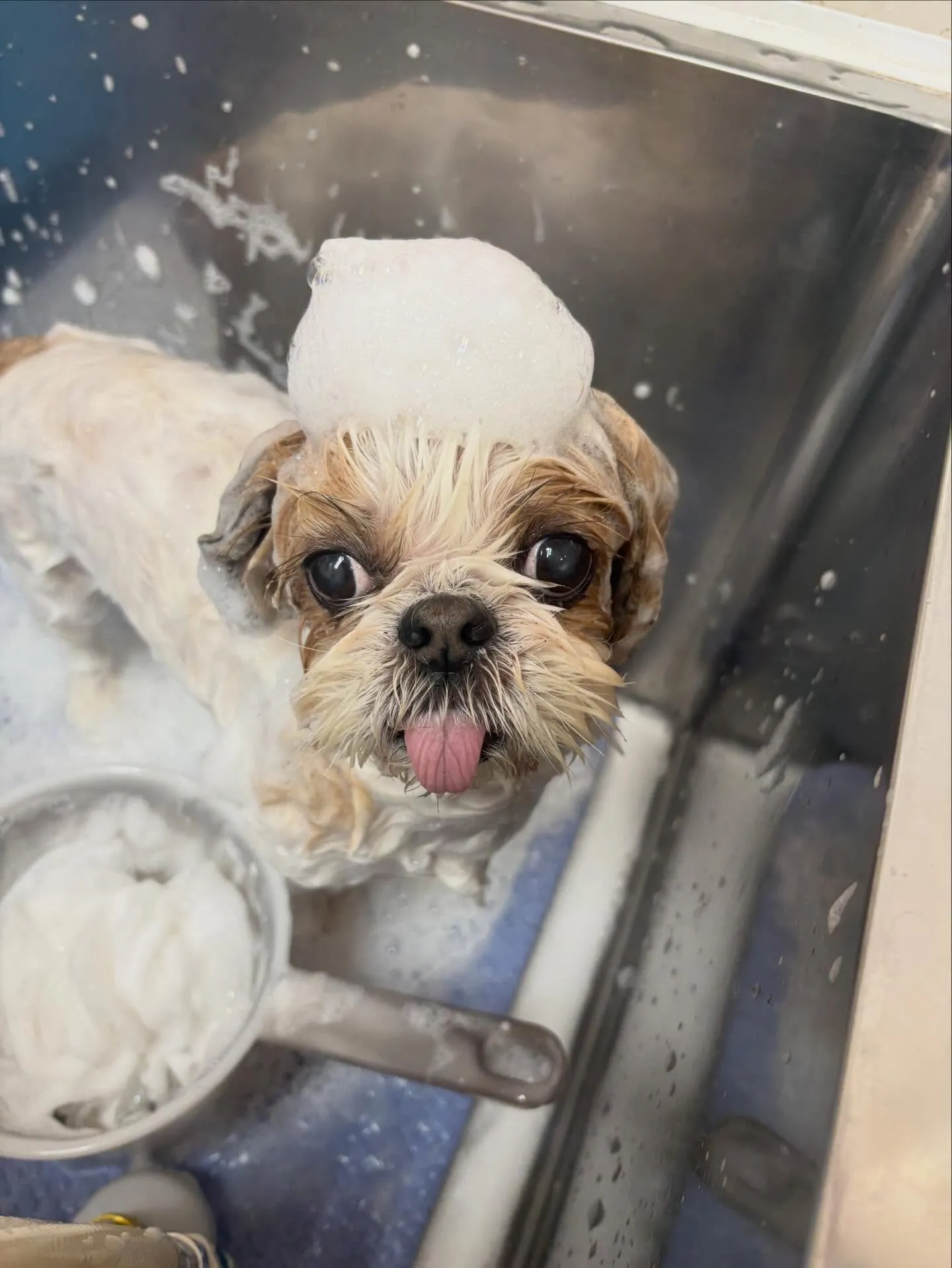 犬のトリミング✂️