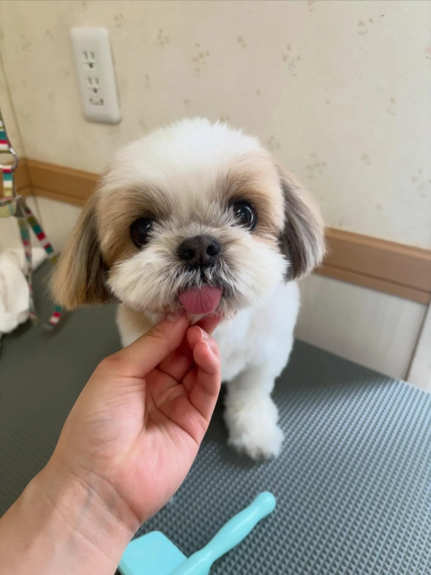 犬のトリミング✂️